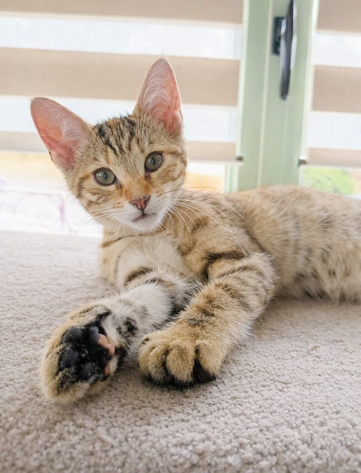 Adoption Lara