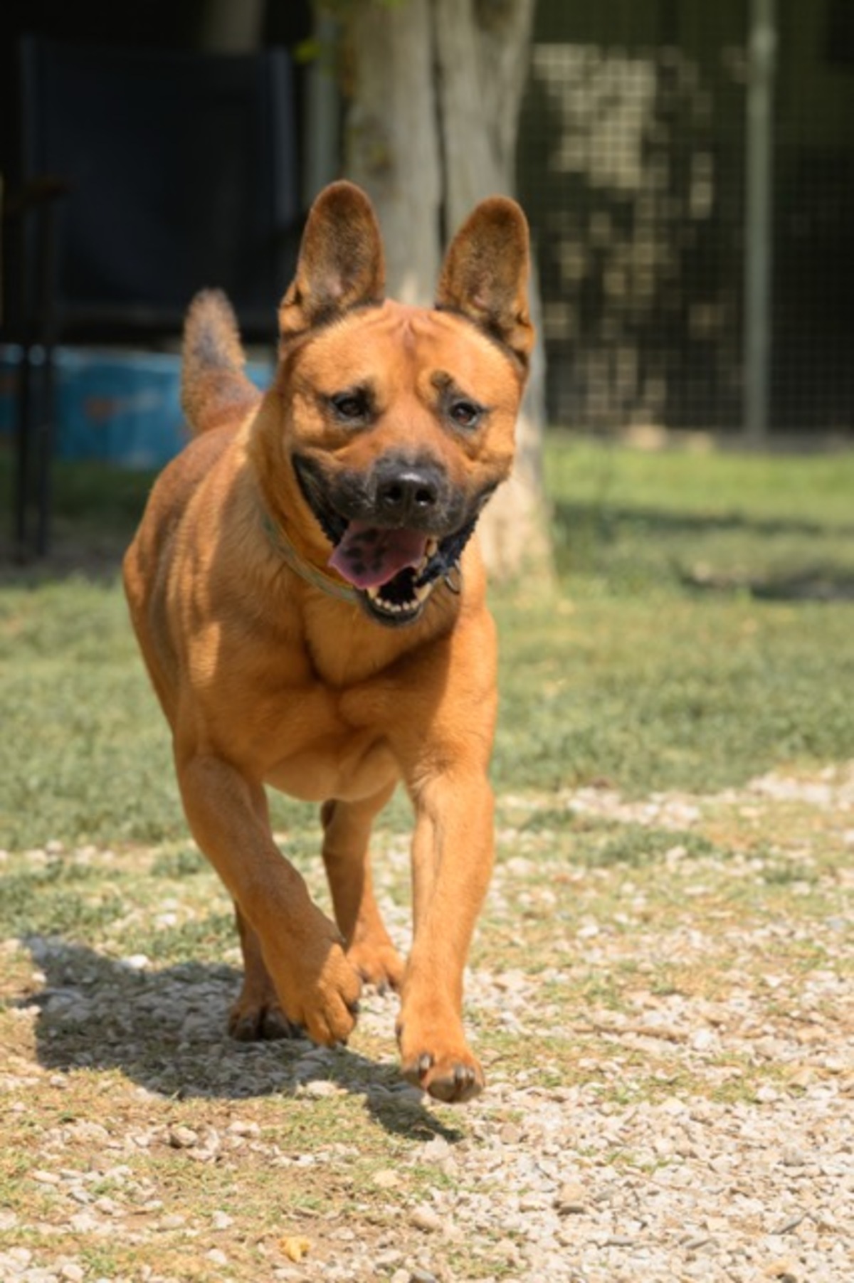 Adoption Tex