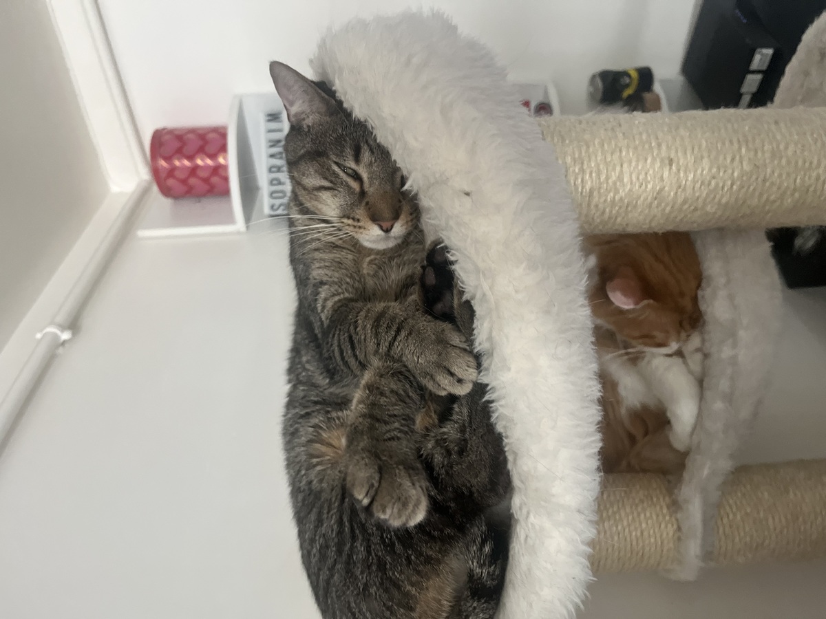 Adoption Uno