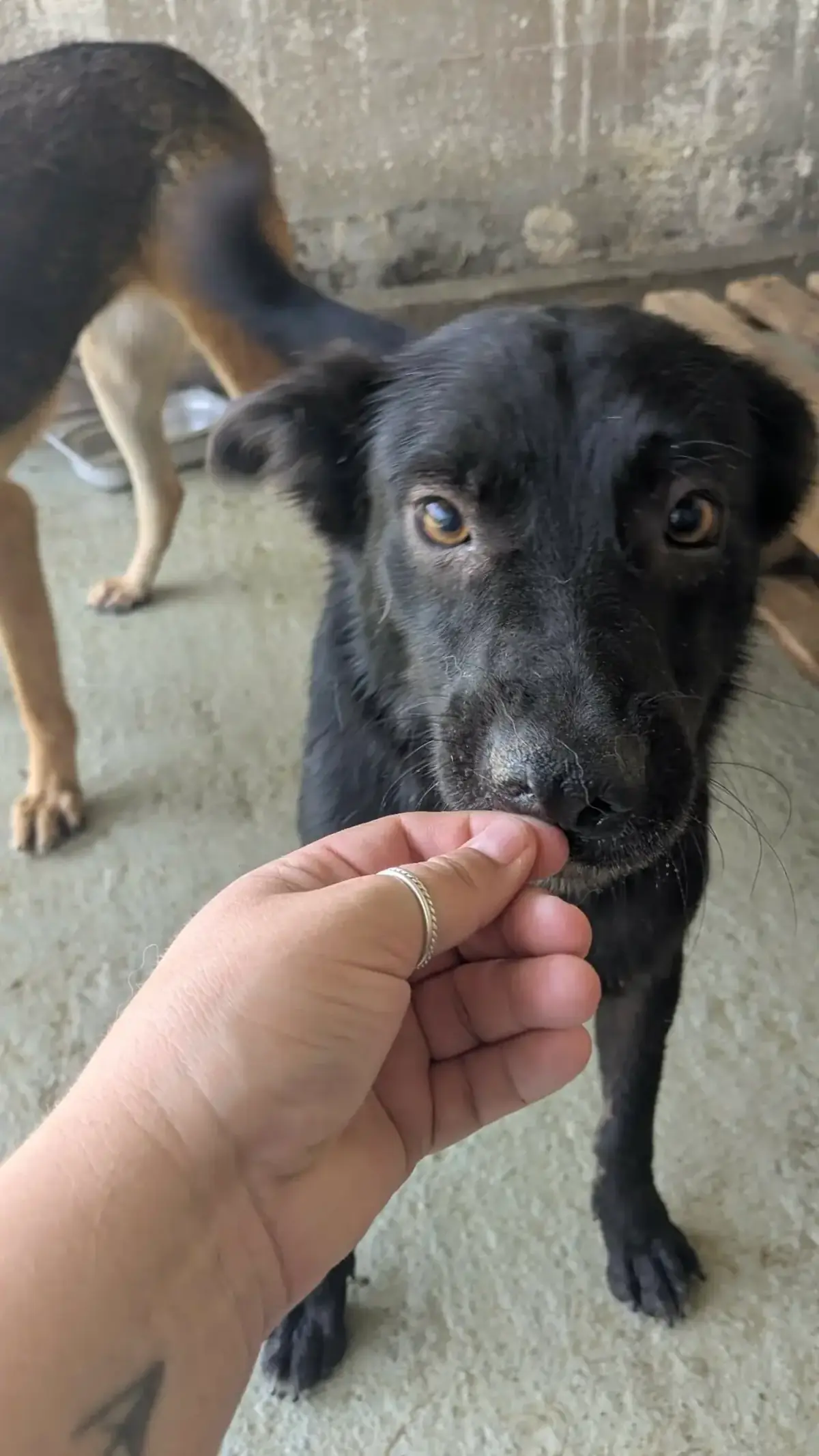 Adoption Safran