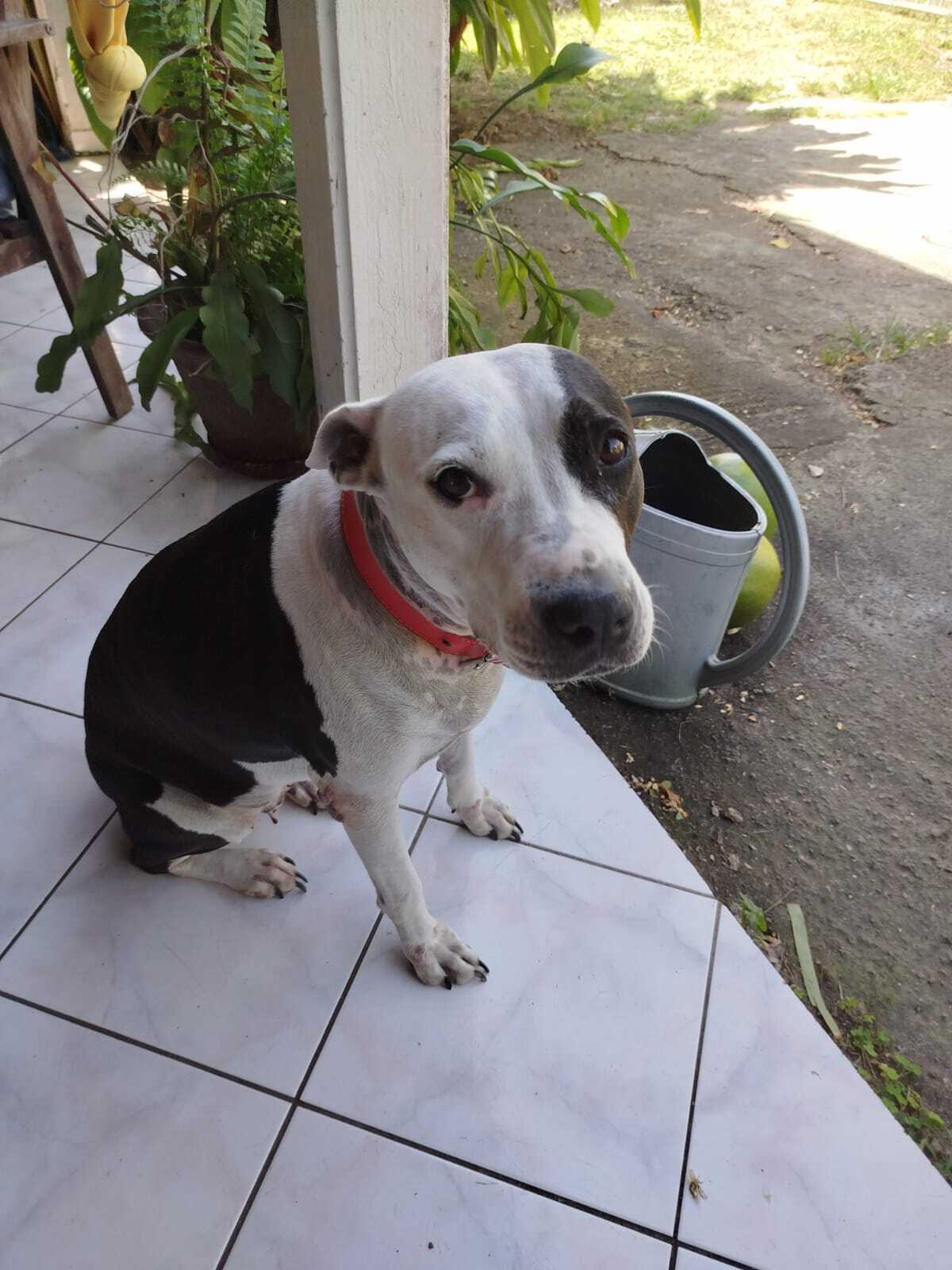 Adoption Métisse