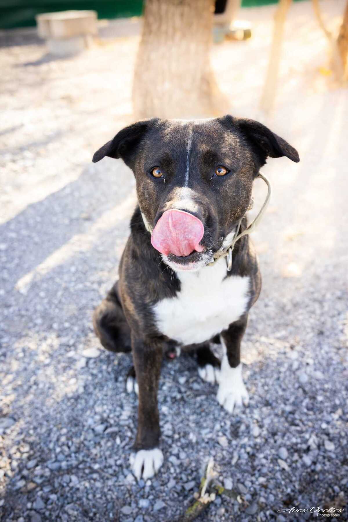 Adoption Echo