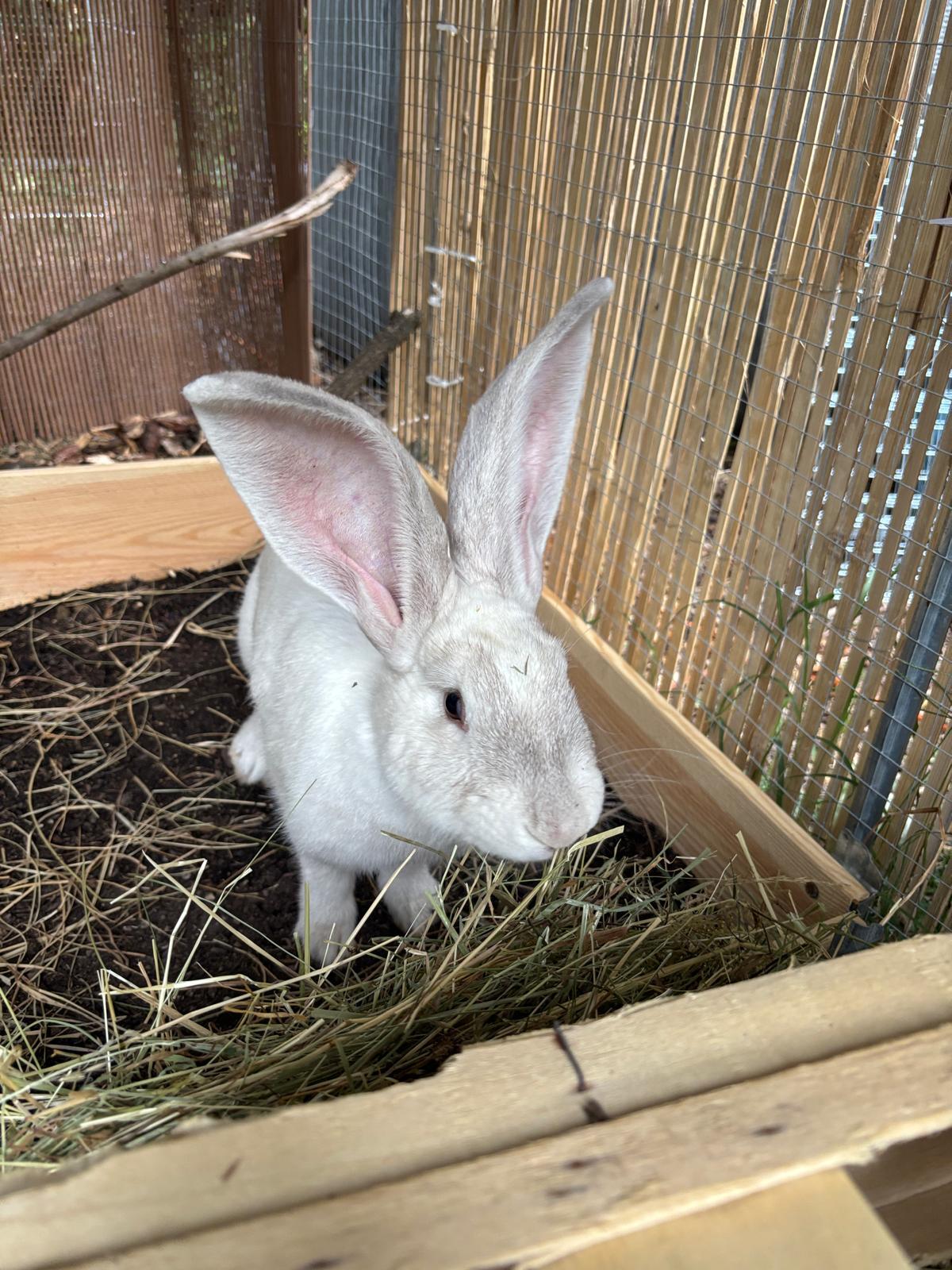 Adoption HOPPE