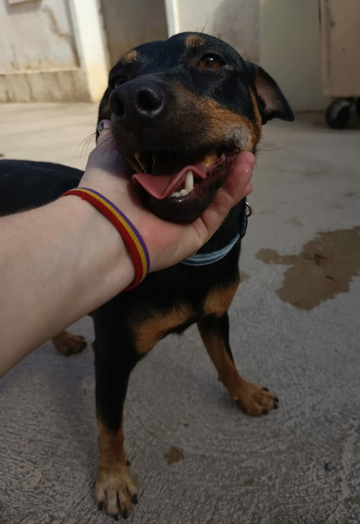 Adoption GALLETA