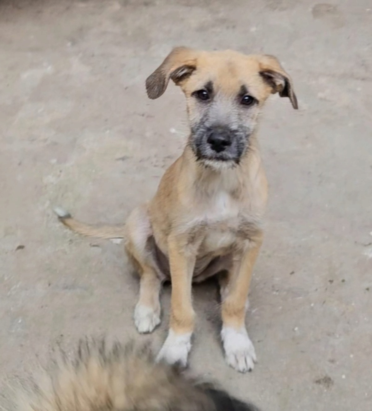Adoption Reha