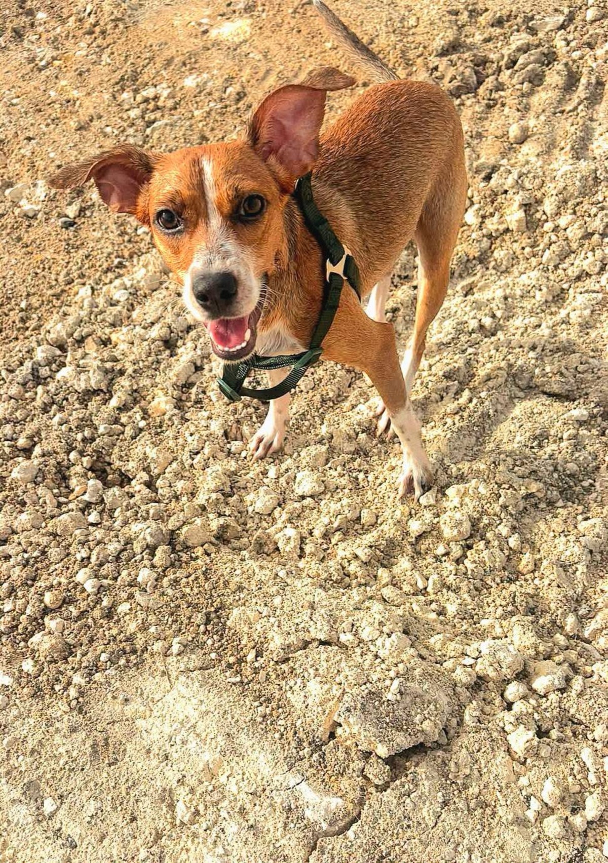 Adoption Changai