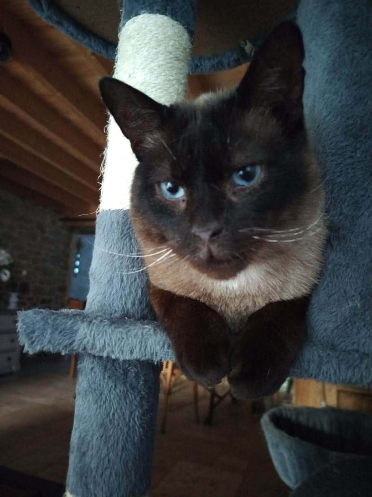 Adoption LOKI