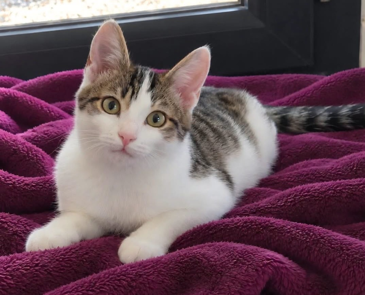 Adoption Bonifacio 