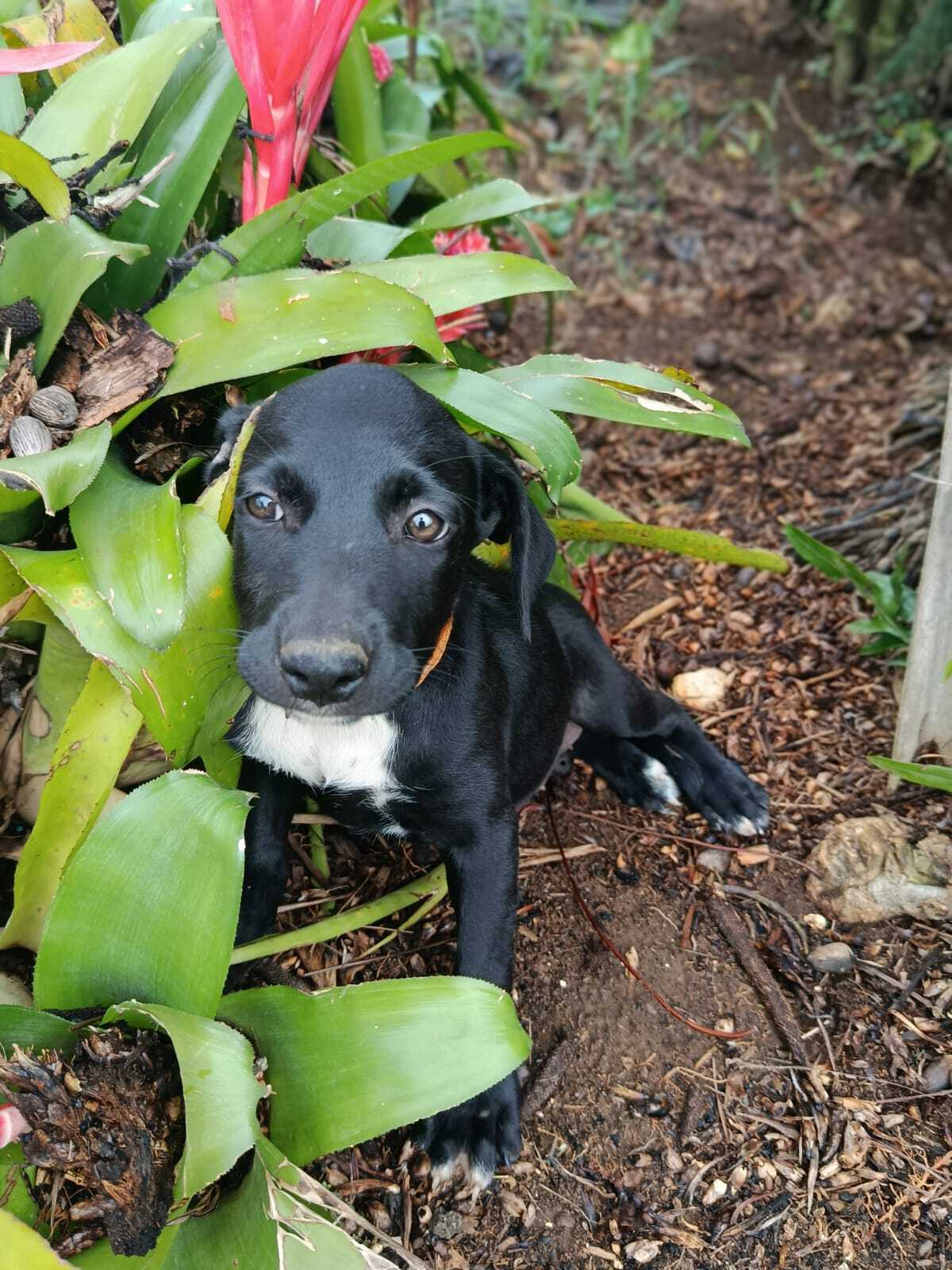 Adoption Peekie