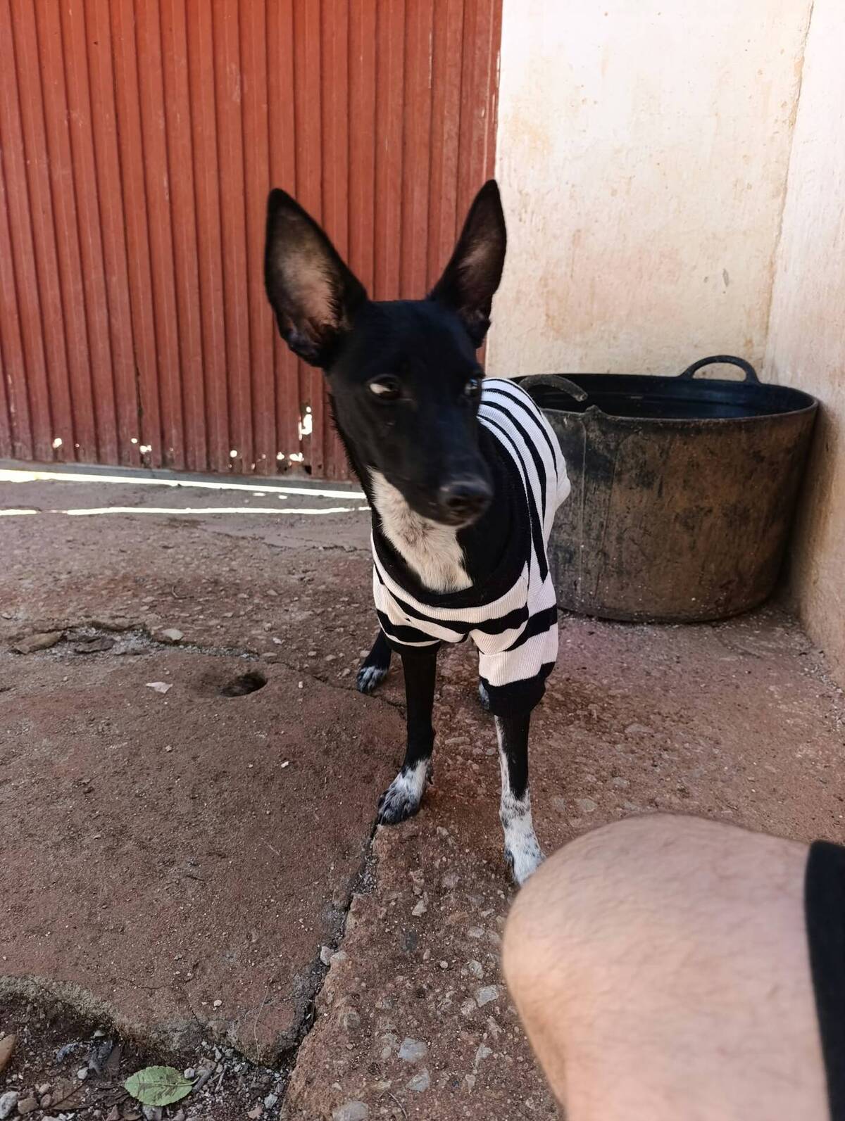 Adoption Dark