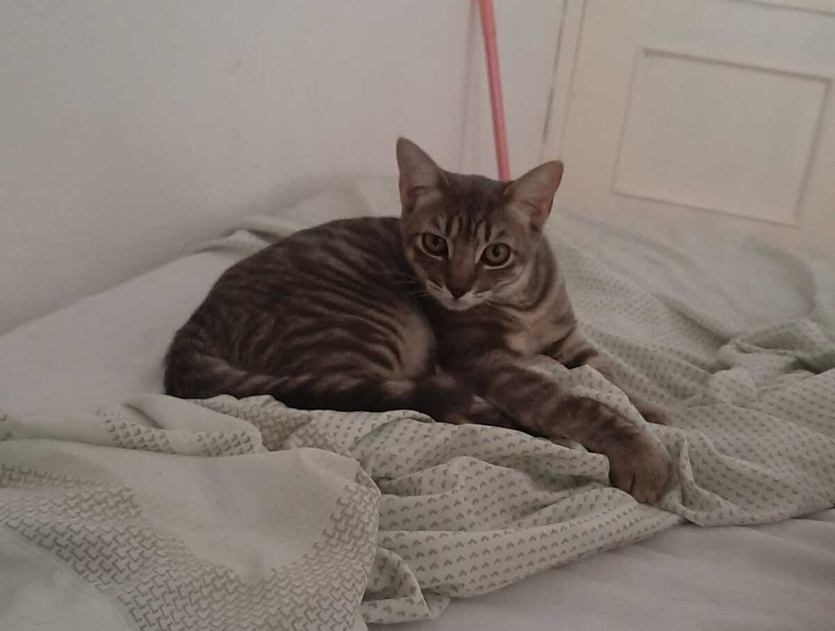 Adoption Olive