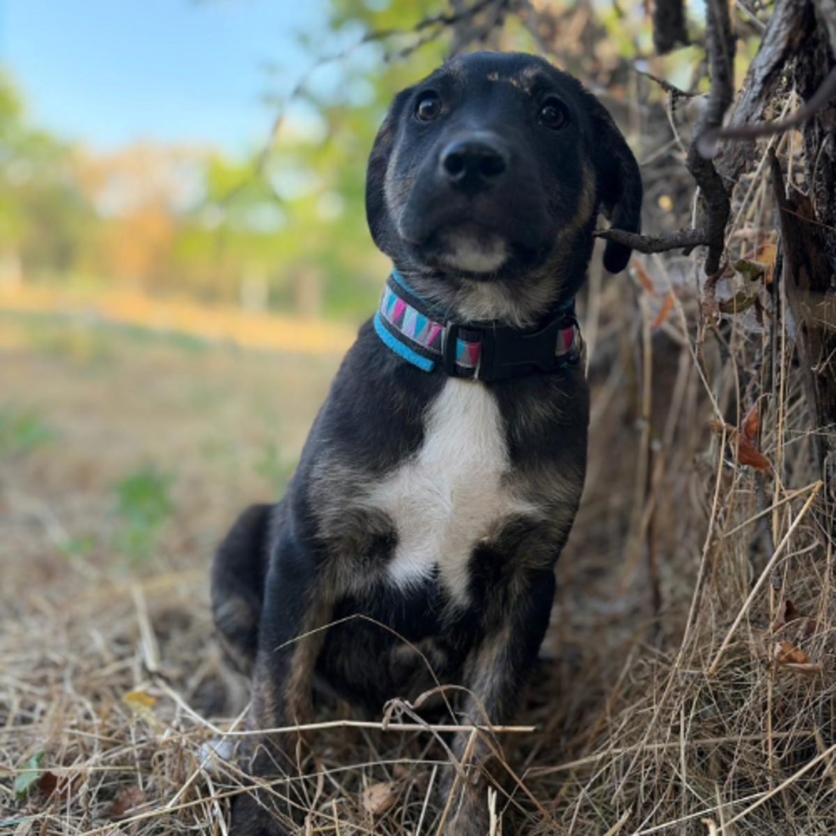 Adoption EOLE