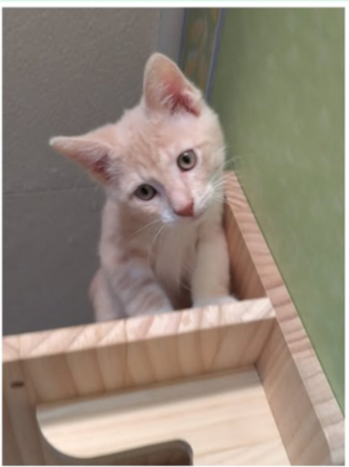 Adoption Abasi