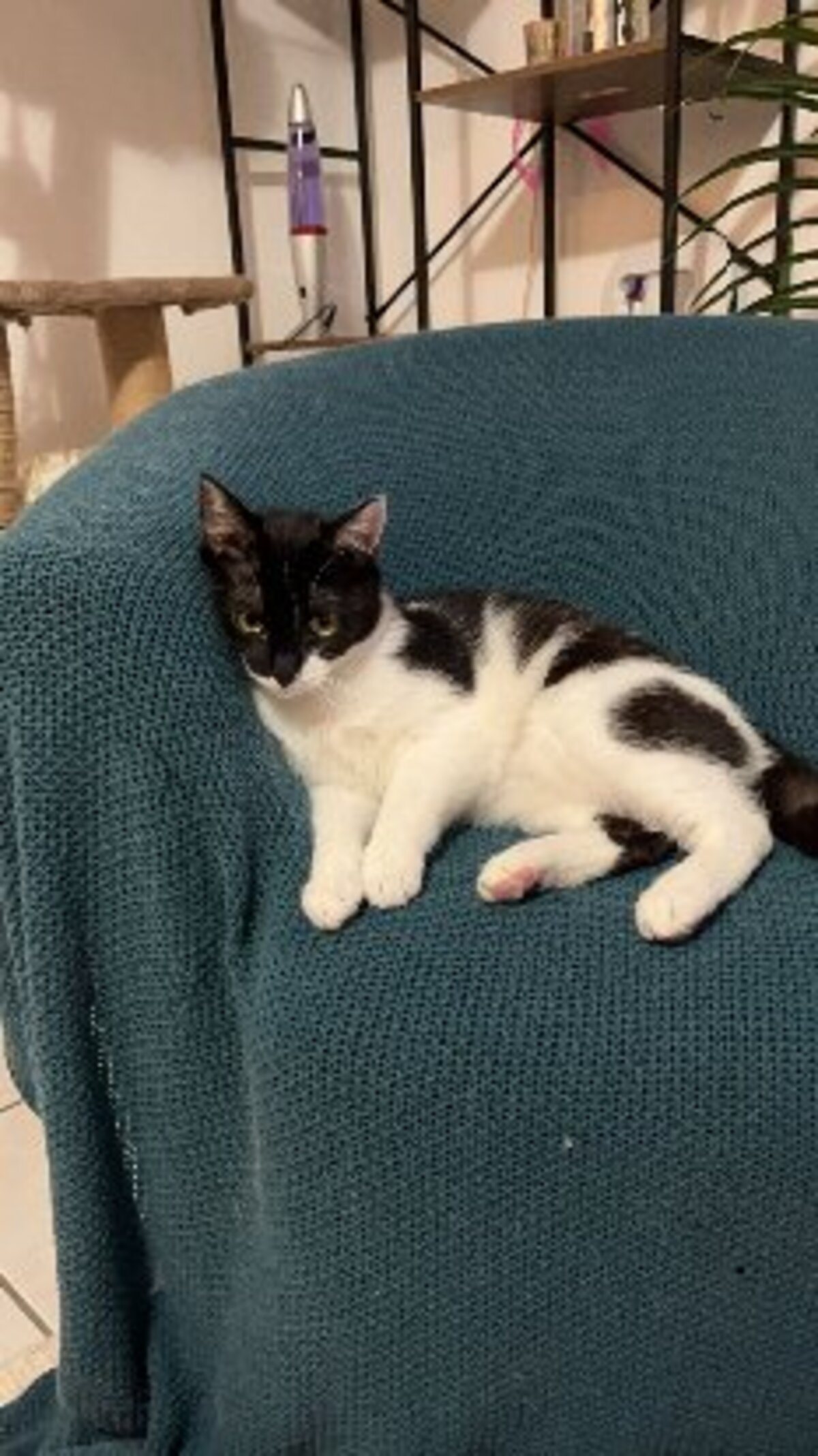 Adoption Aby et fena