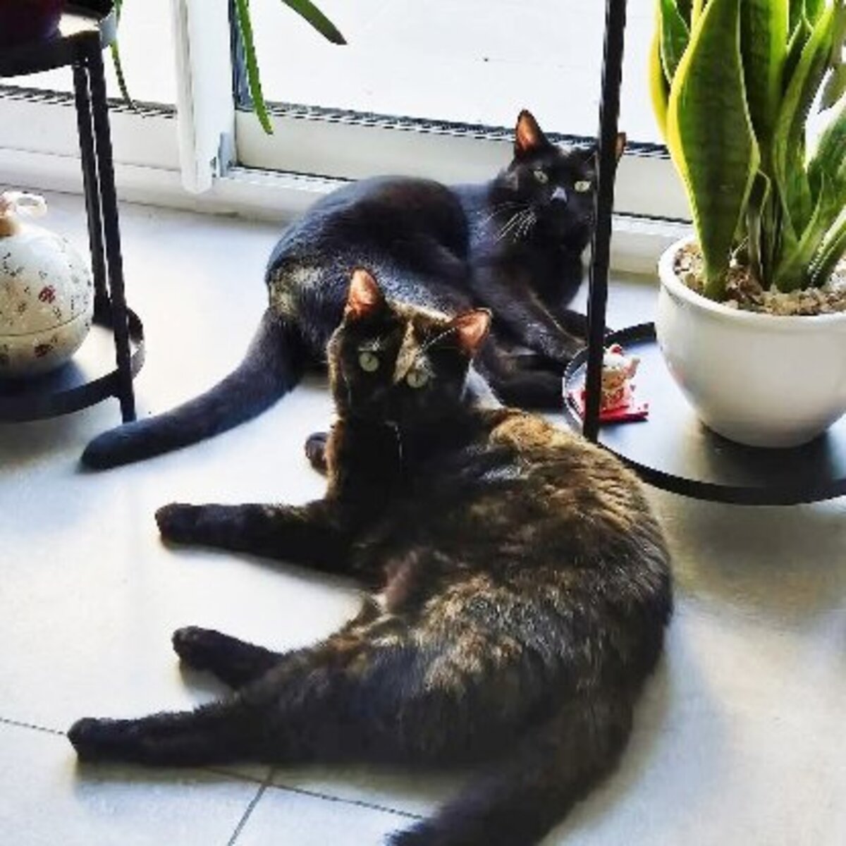 Adoption Accra et rory