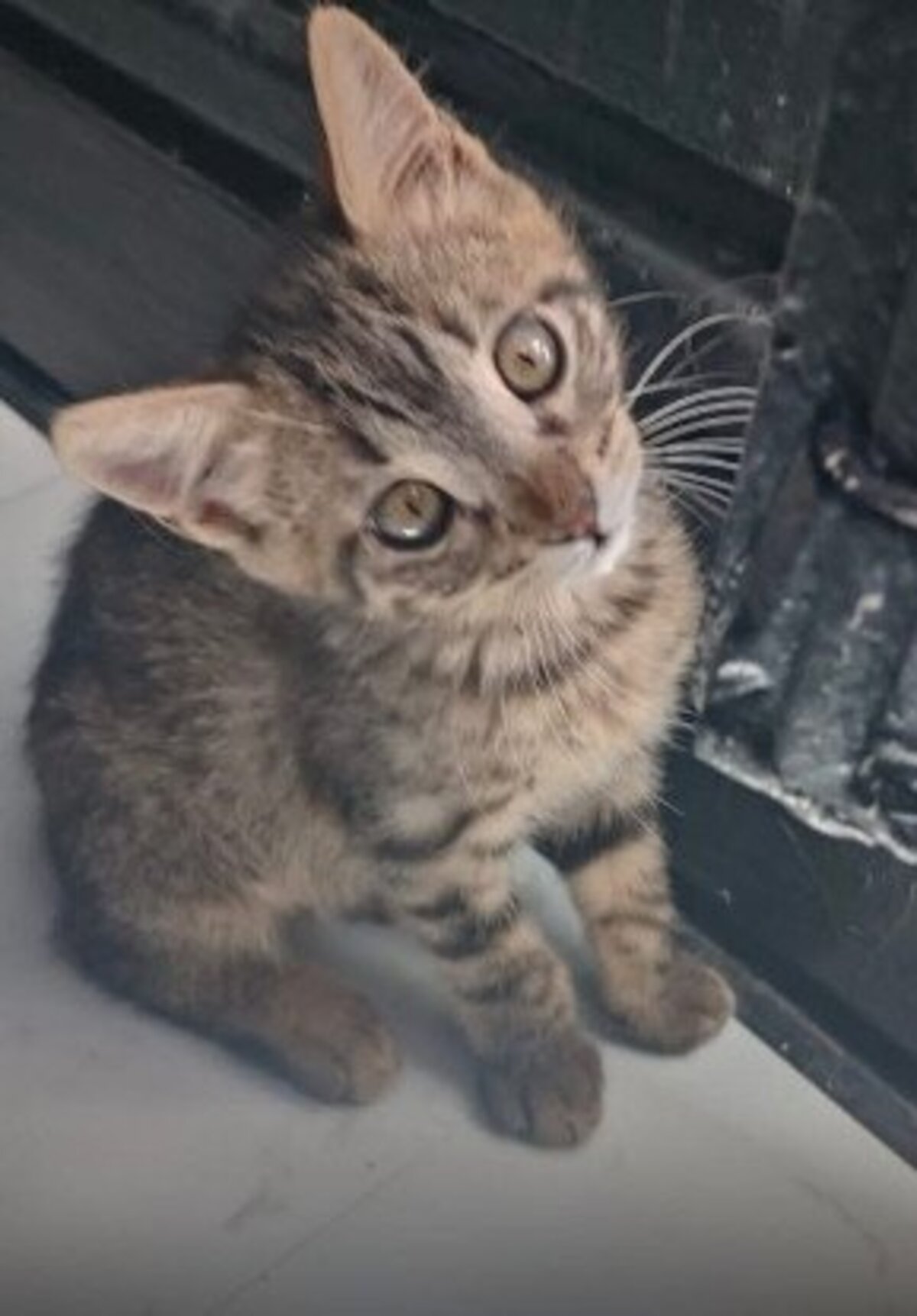 Adoption Achille