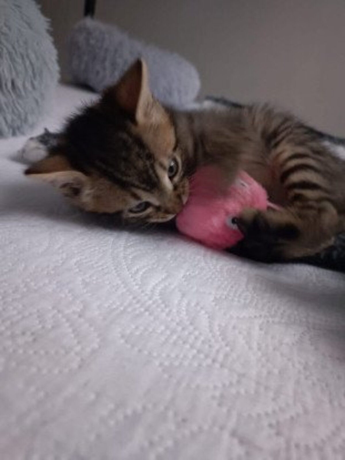 Adoption Achille