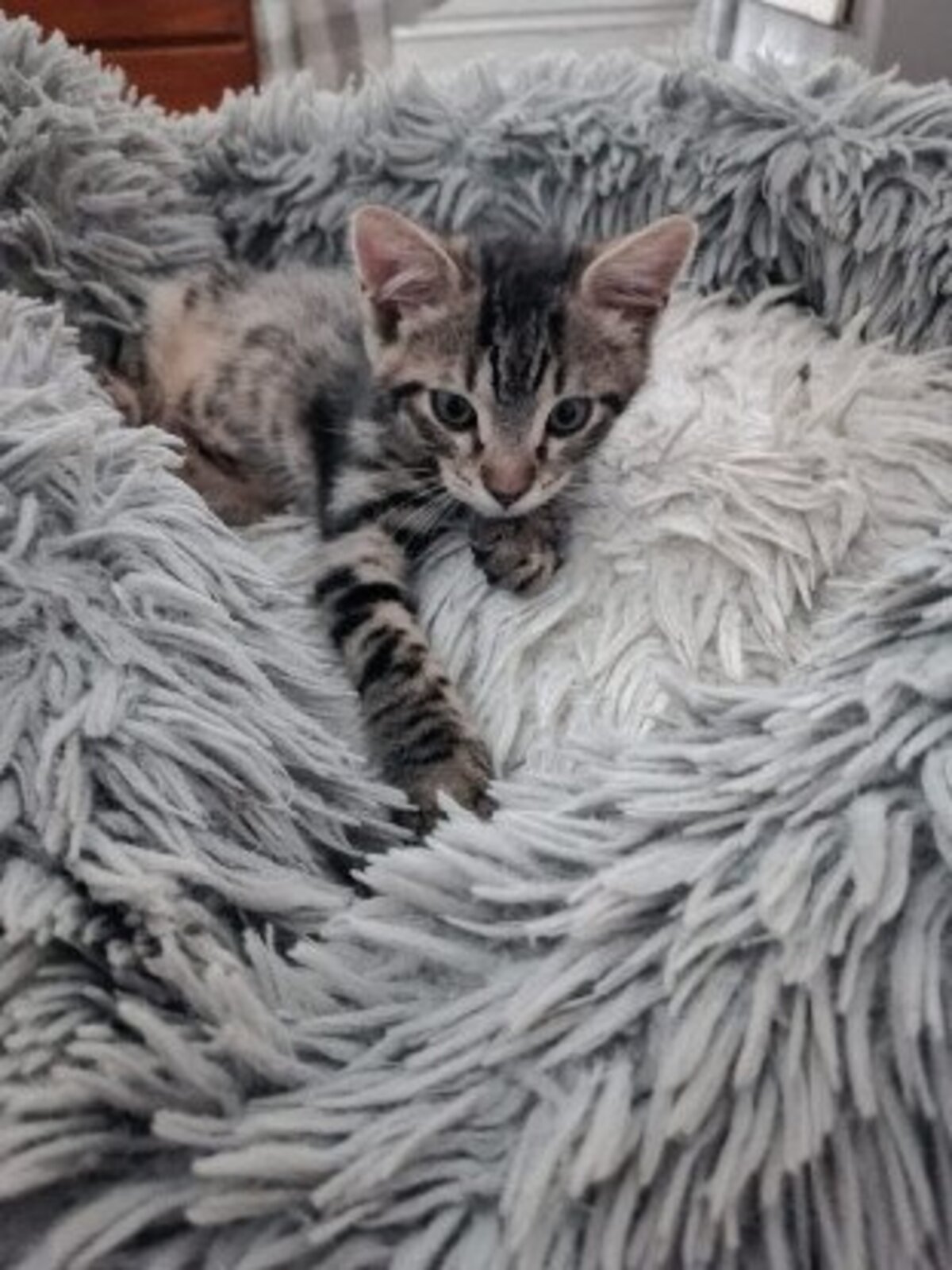 Adoption Achille