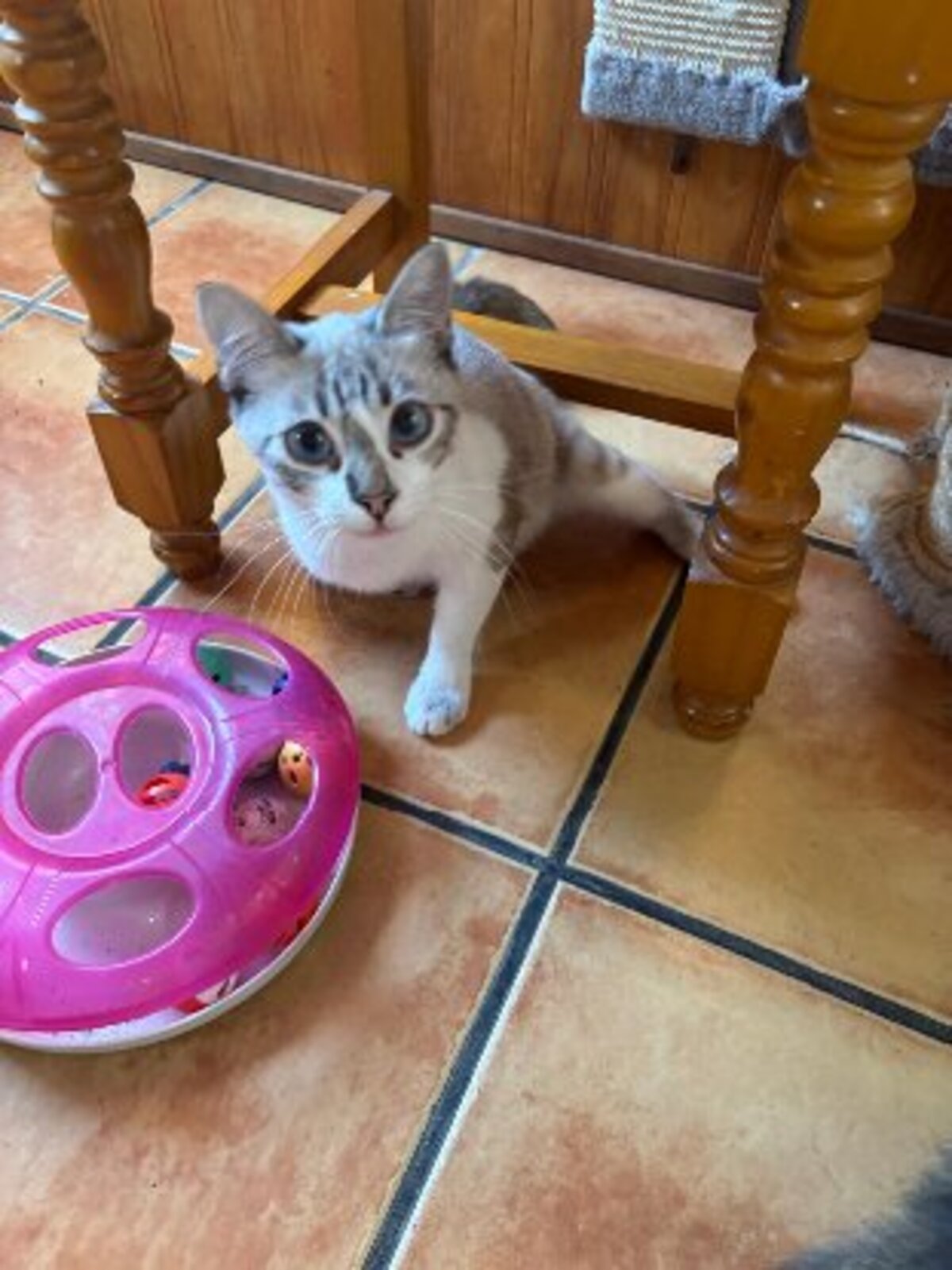 Adoption Adam et neo