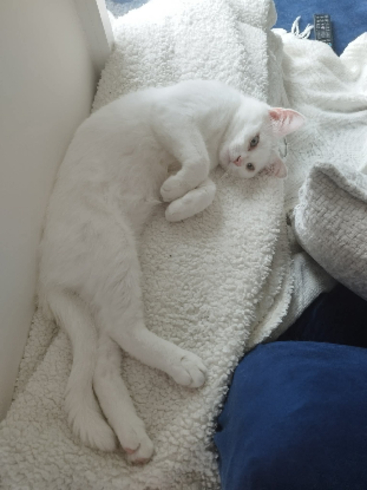 Adoption Adamo