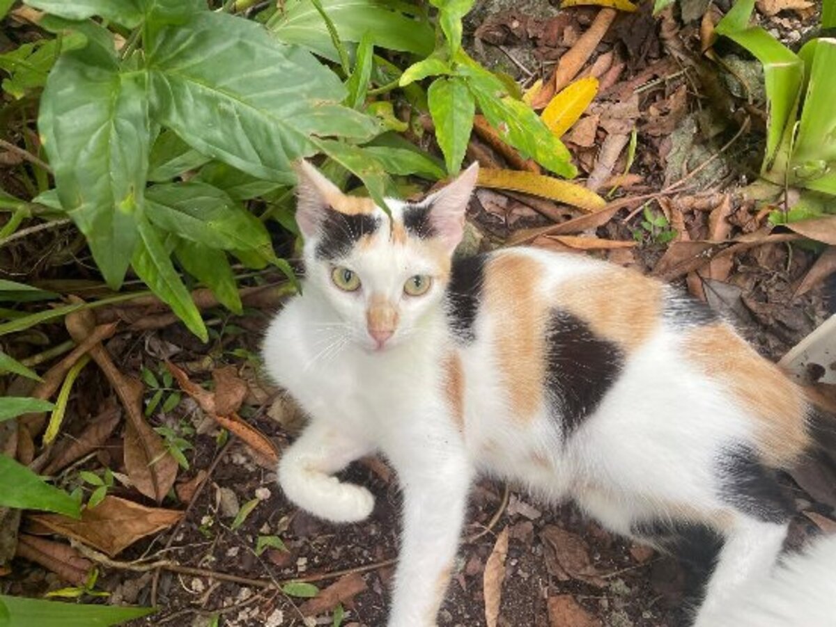 Adoption Adja