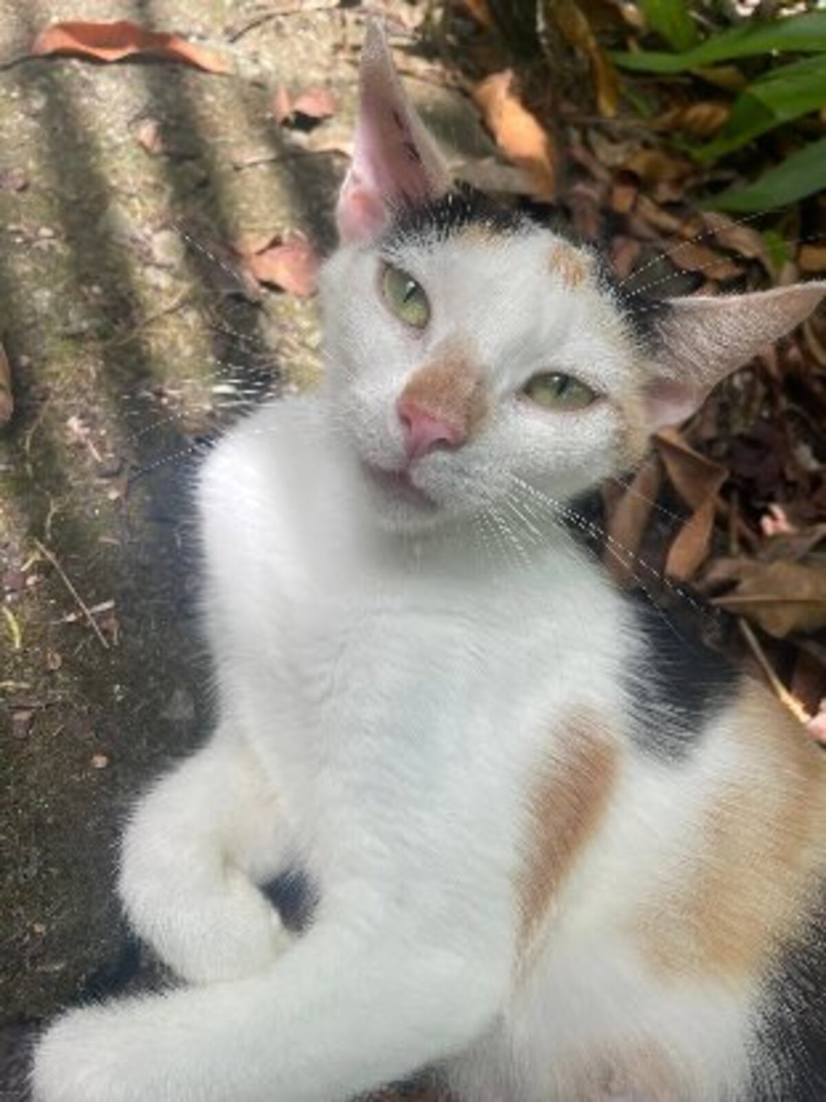 Adoption Adja