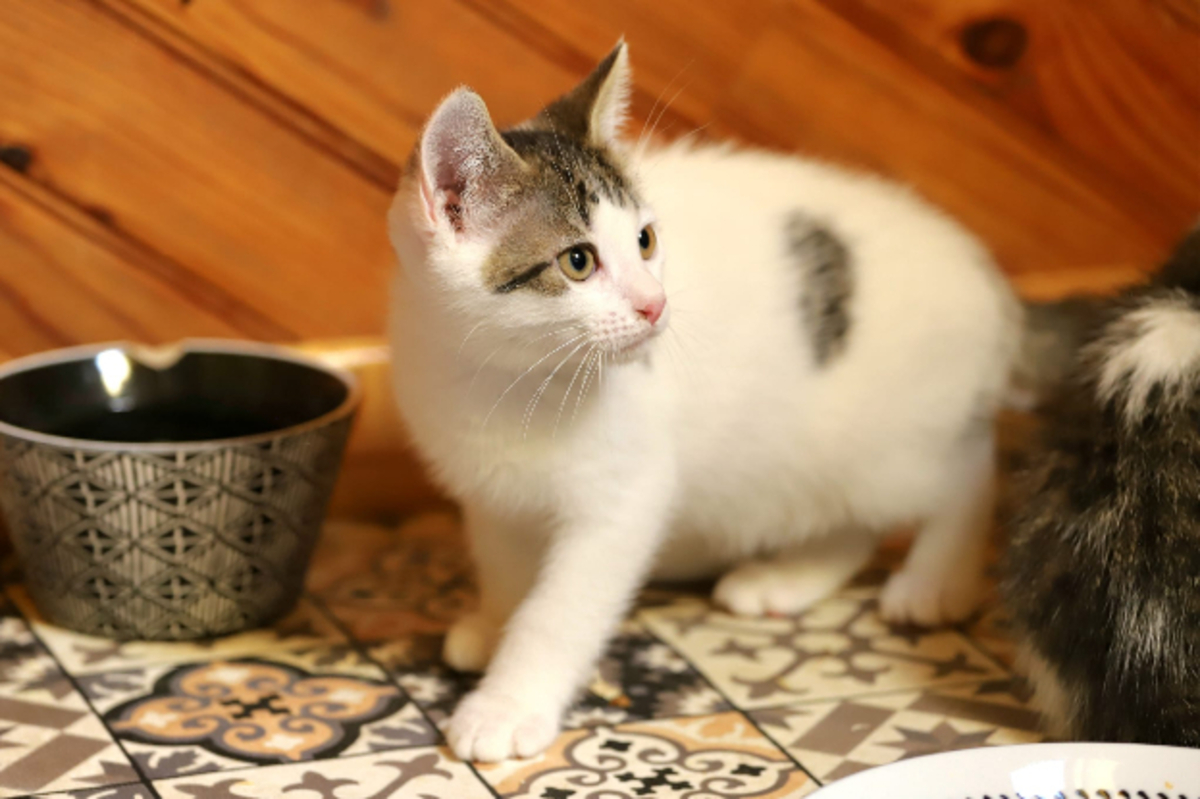 Adoption Ado