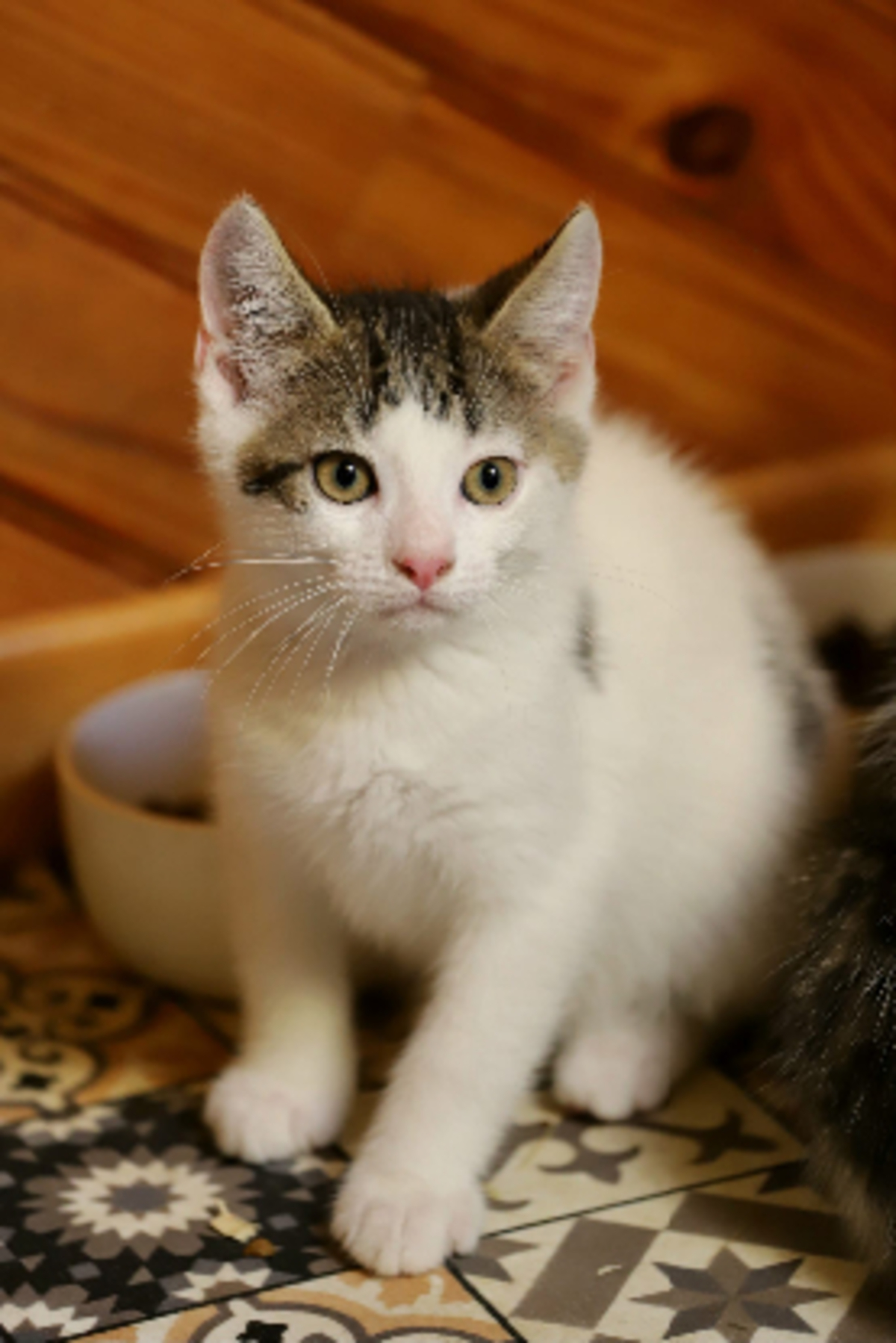 Adoption Ado