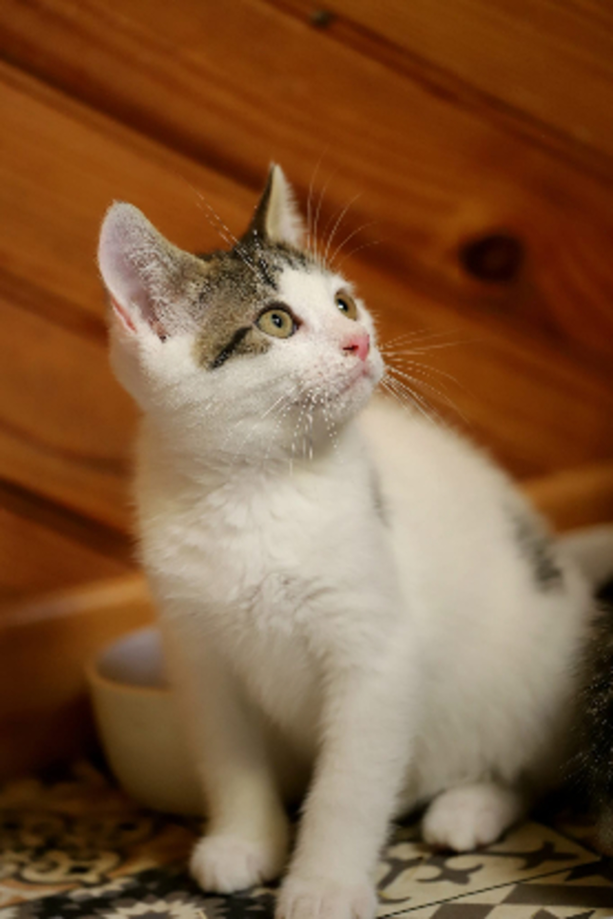 Adoption Ado