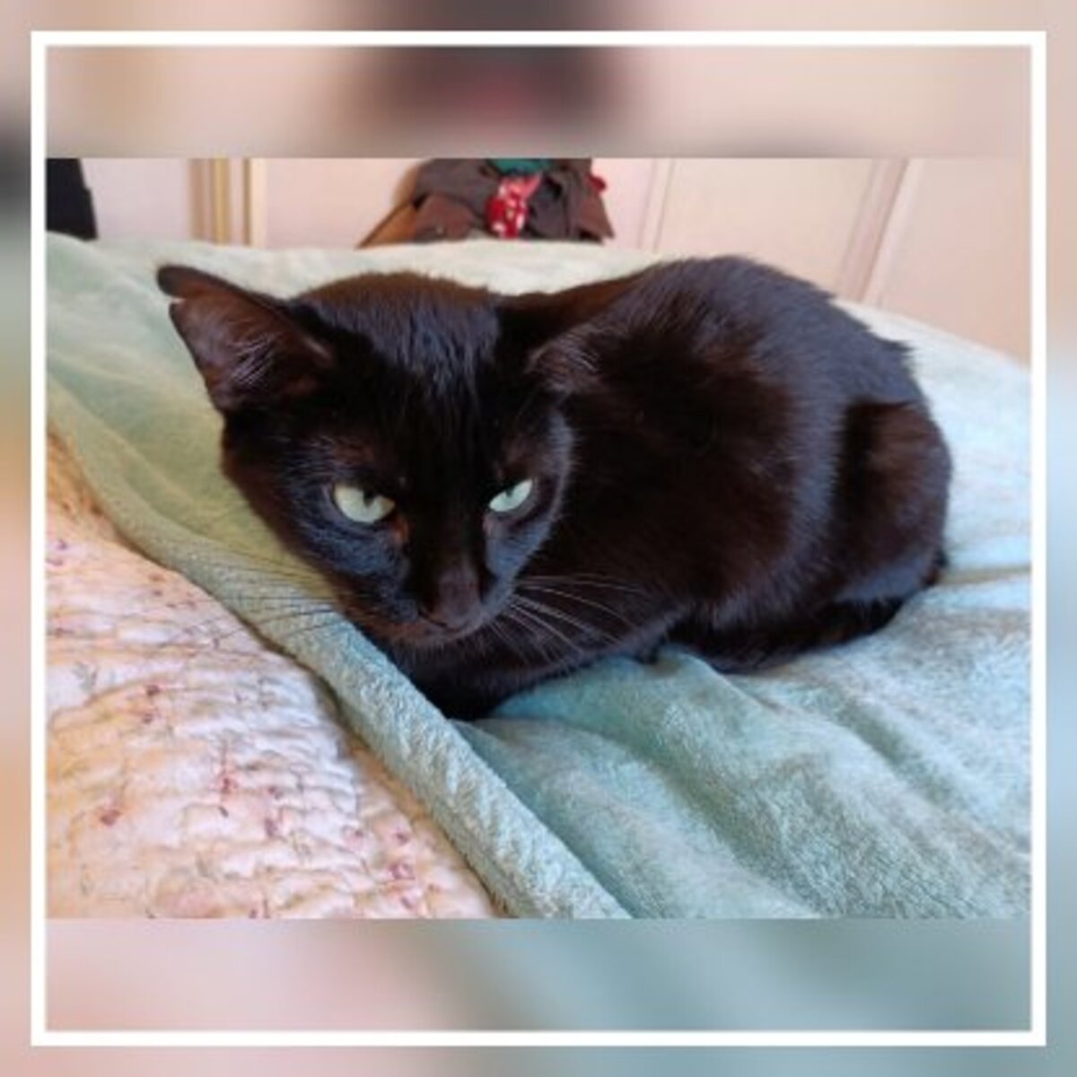Adoption Agatha