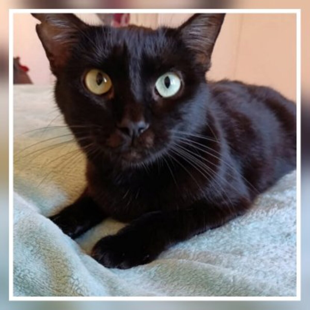 Adoption Agatha