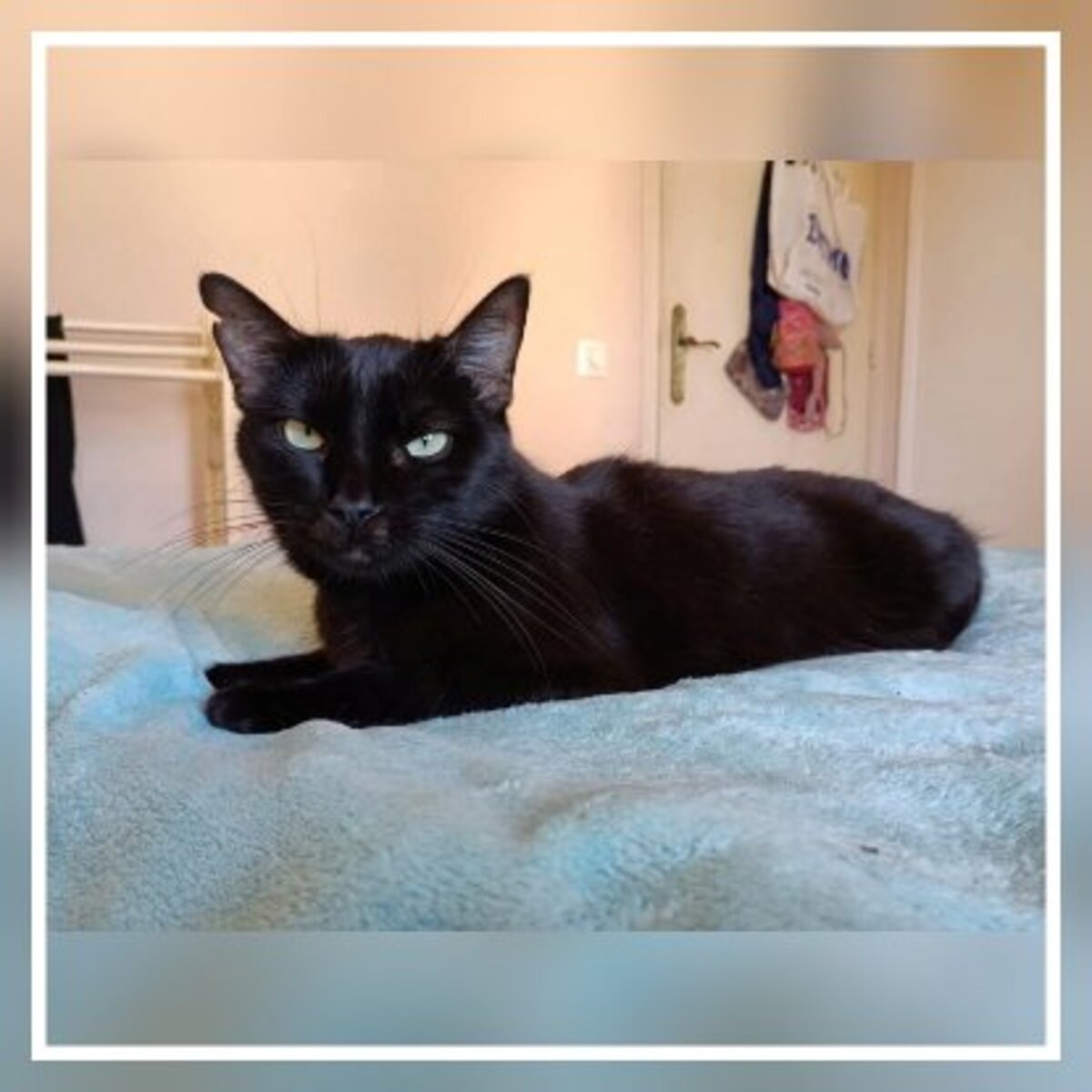Adoption Agatha