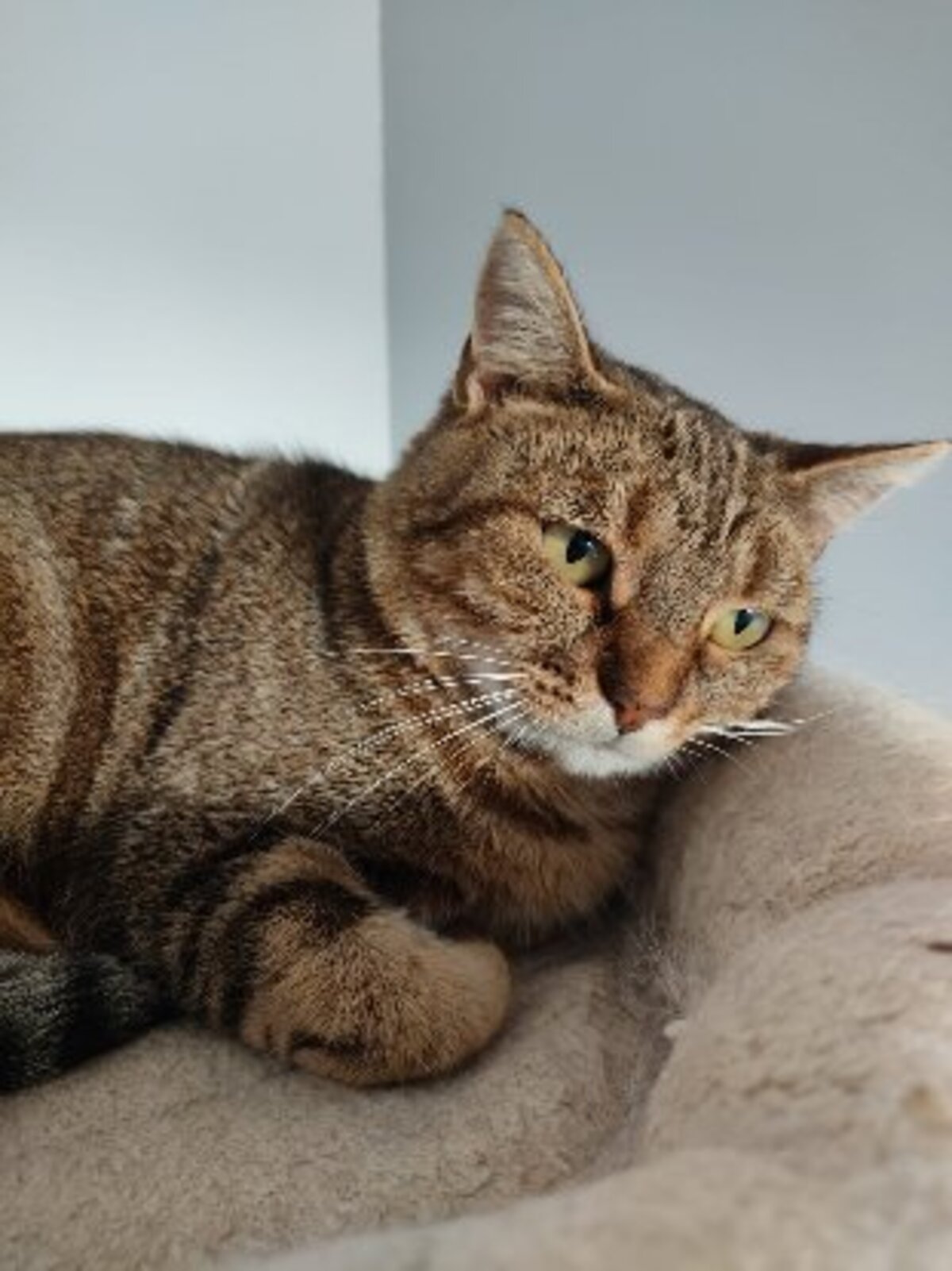 Adoption Agathe