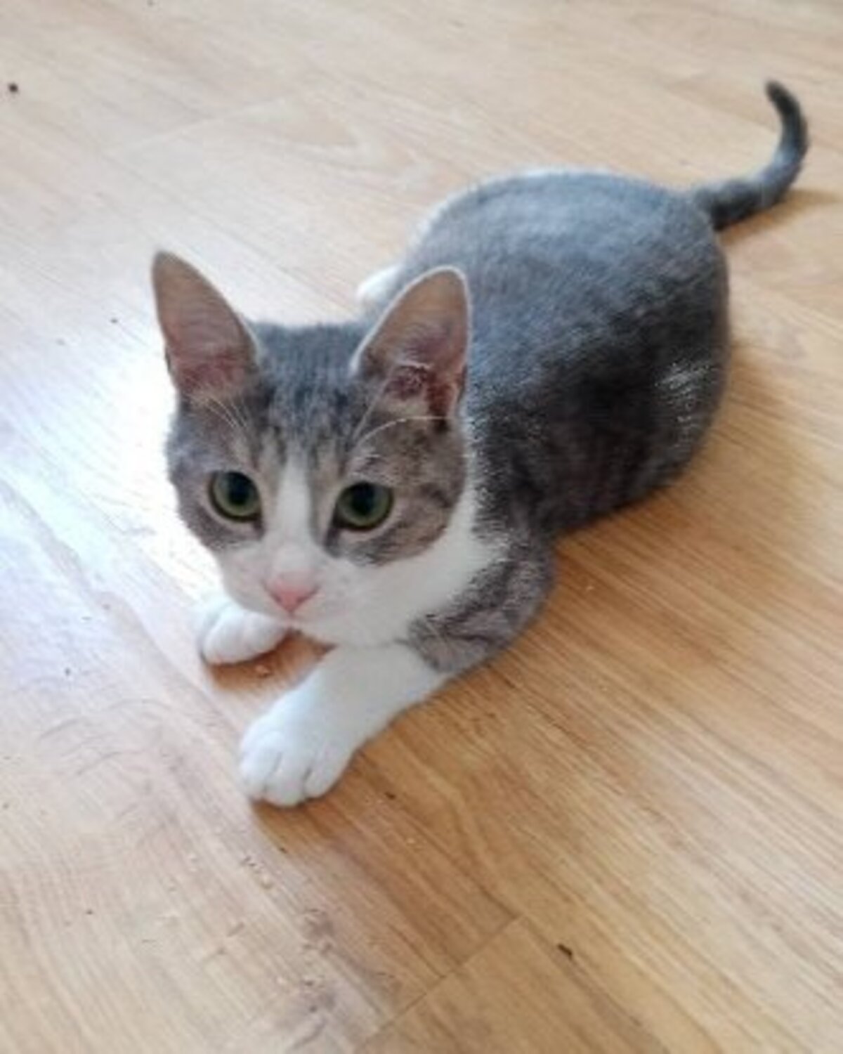 Adoption Aglae et azalee