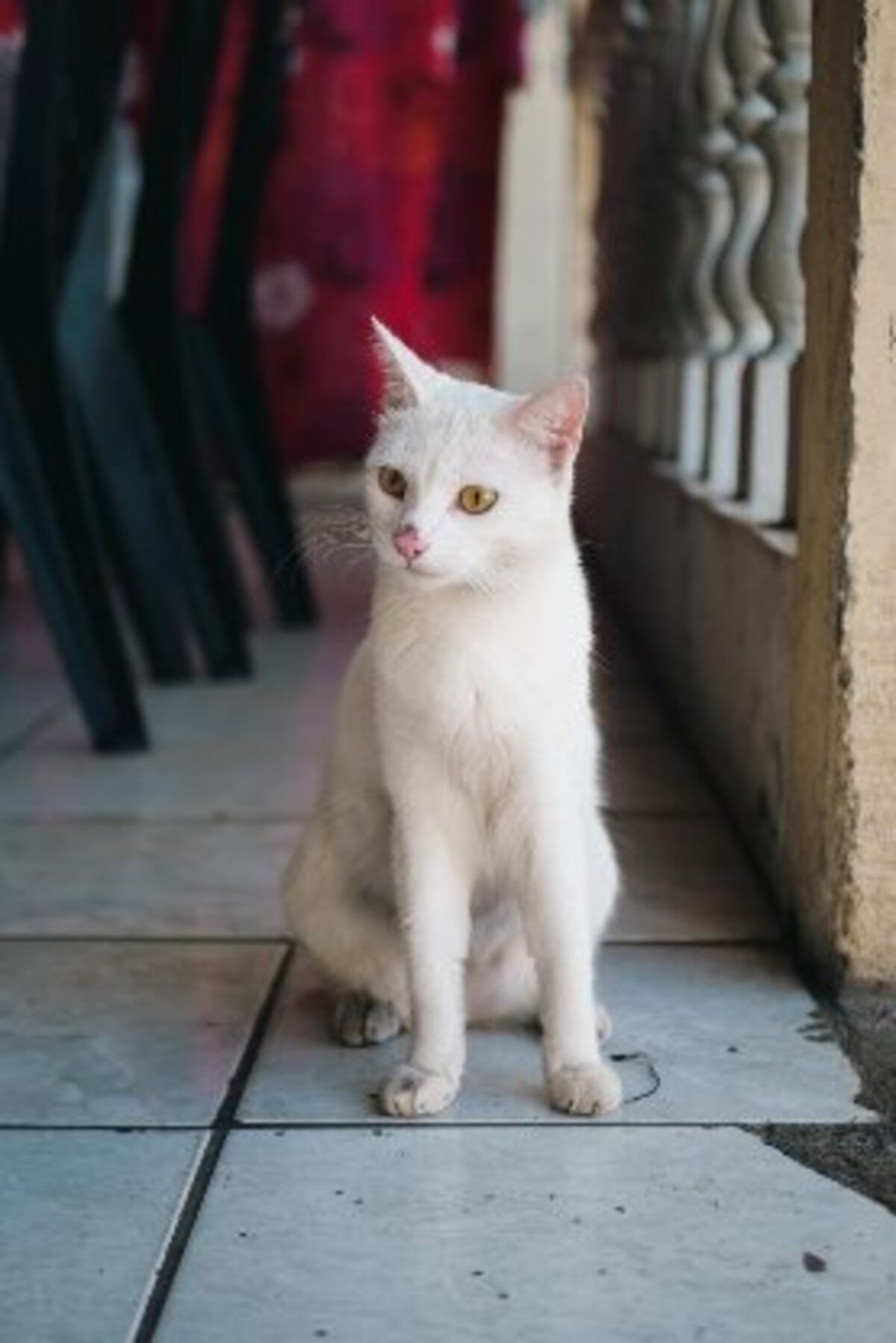 Adoption Aina