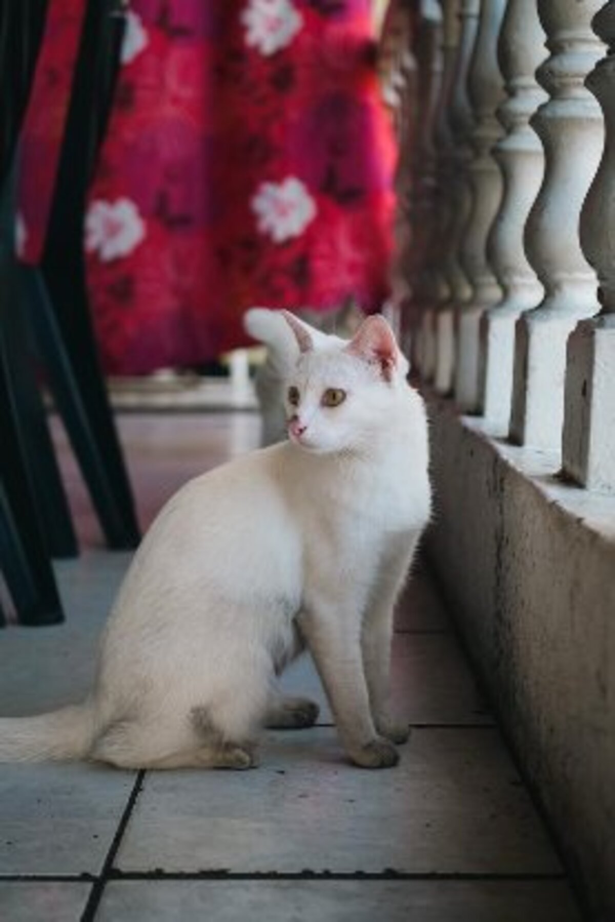 Adoption Aina