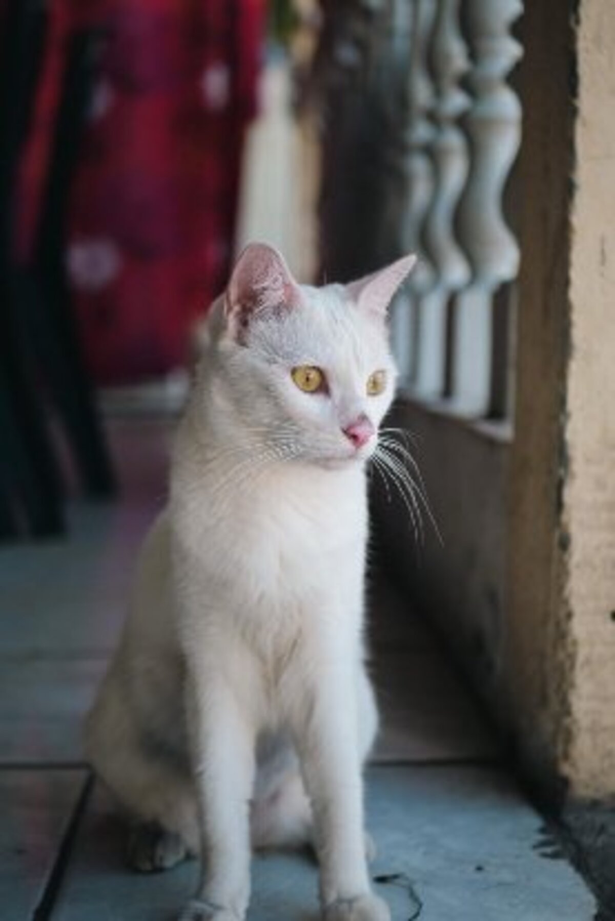 Adoption Aina