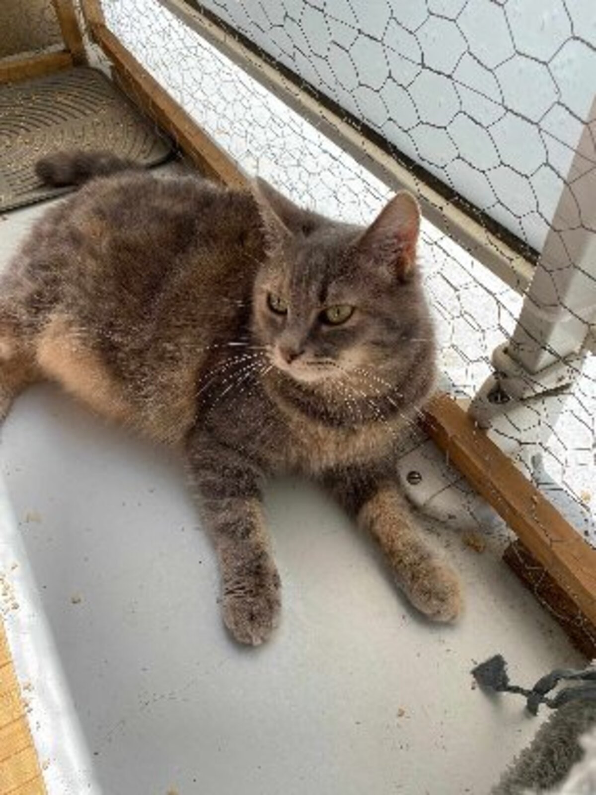 Adoption Akia