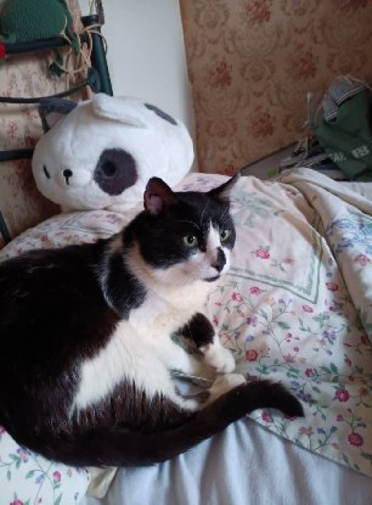 Adoption Aladin