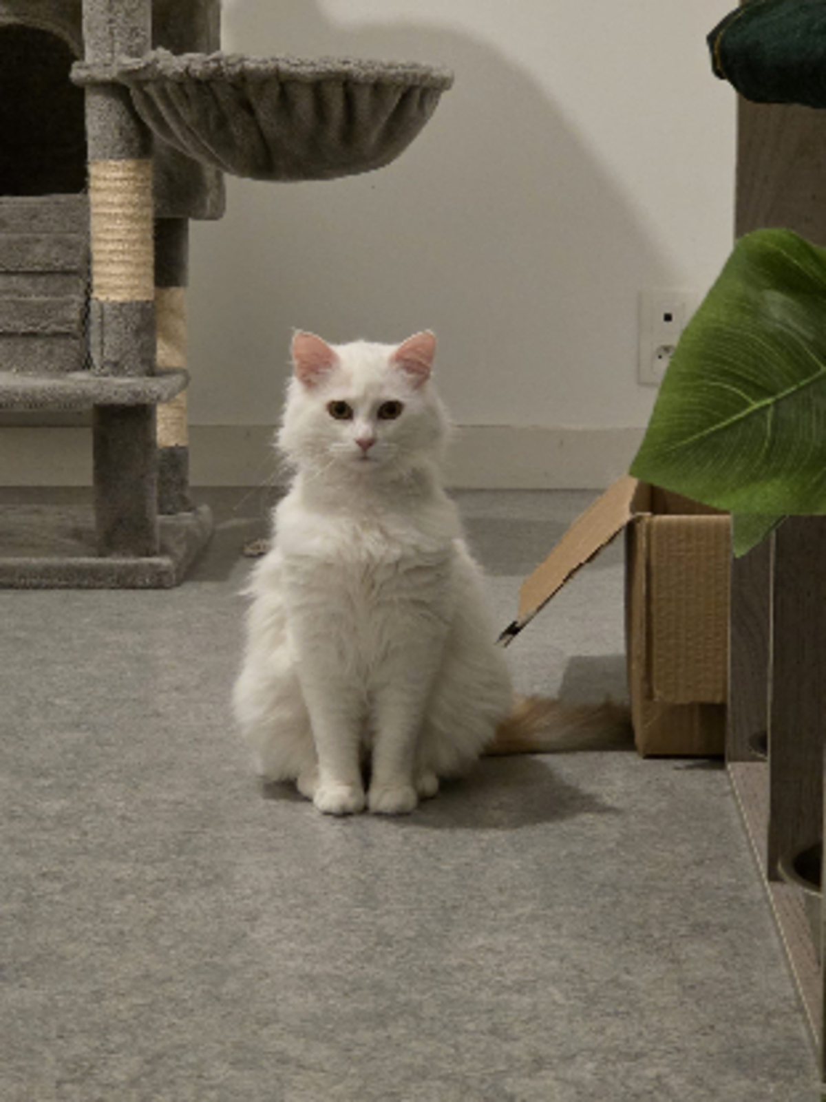 Adoption Alaska