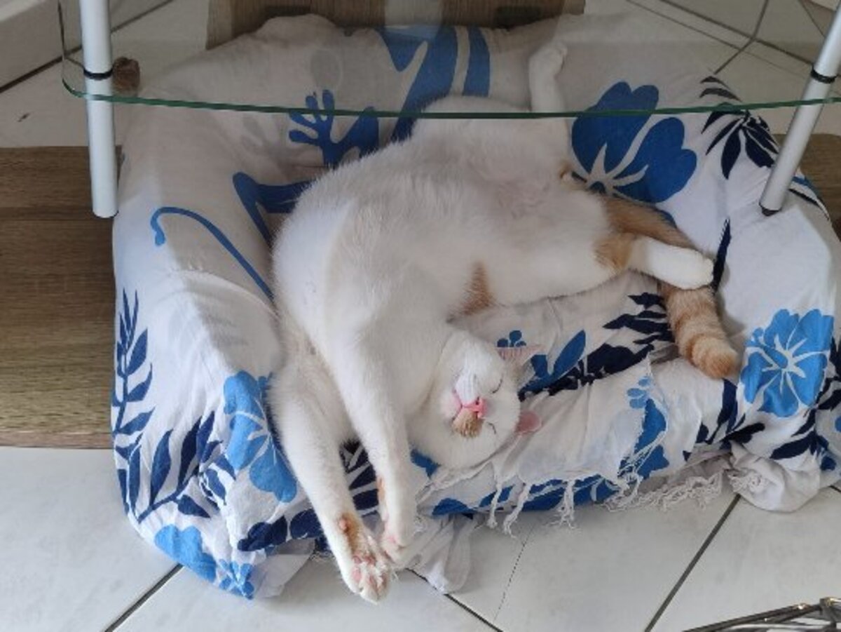 Adoption Alfie