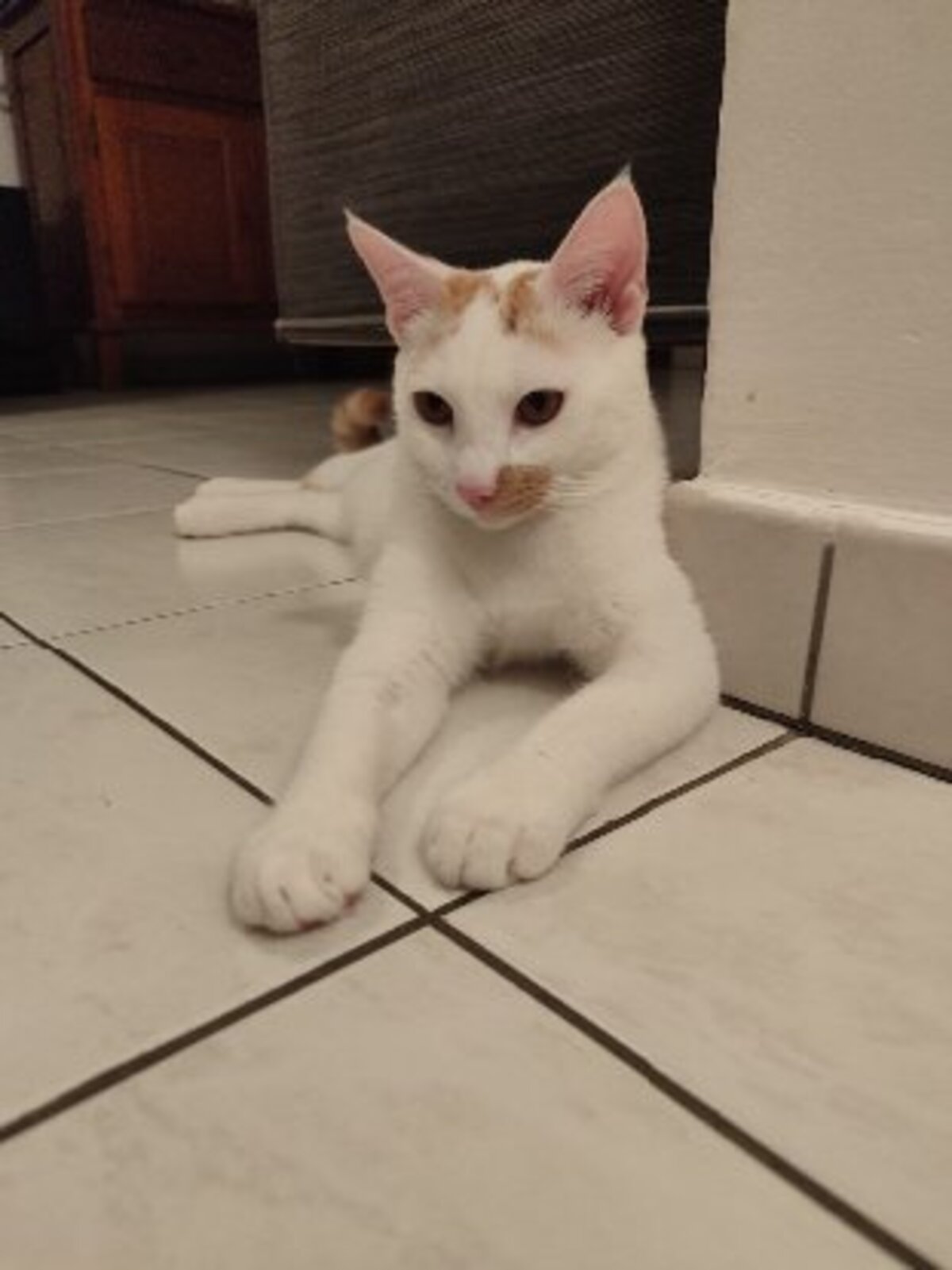 Adoption Alfie