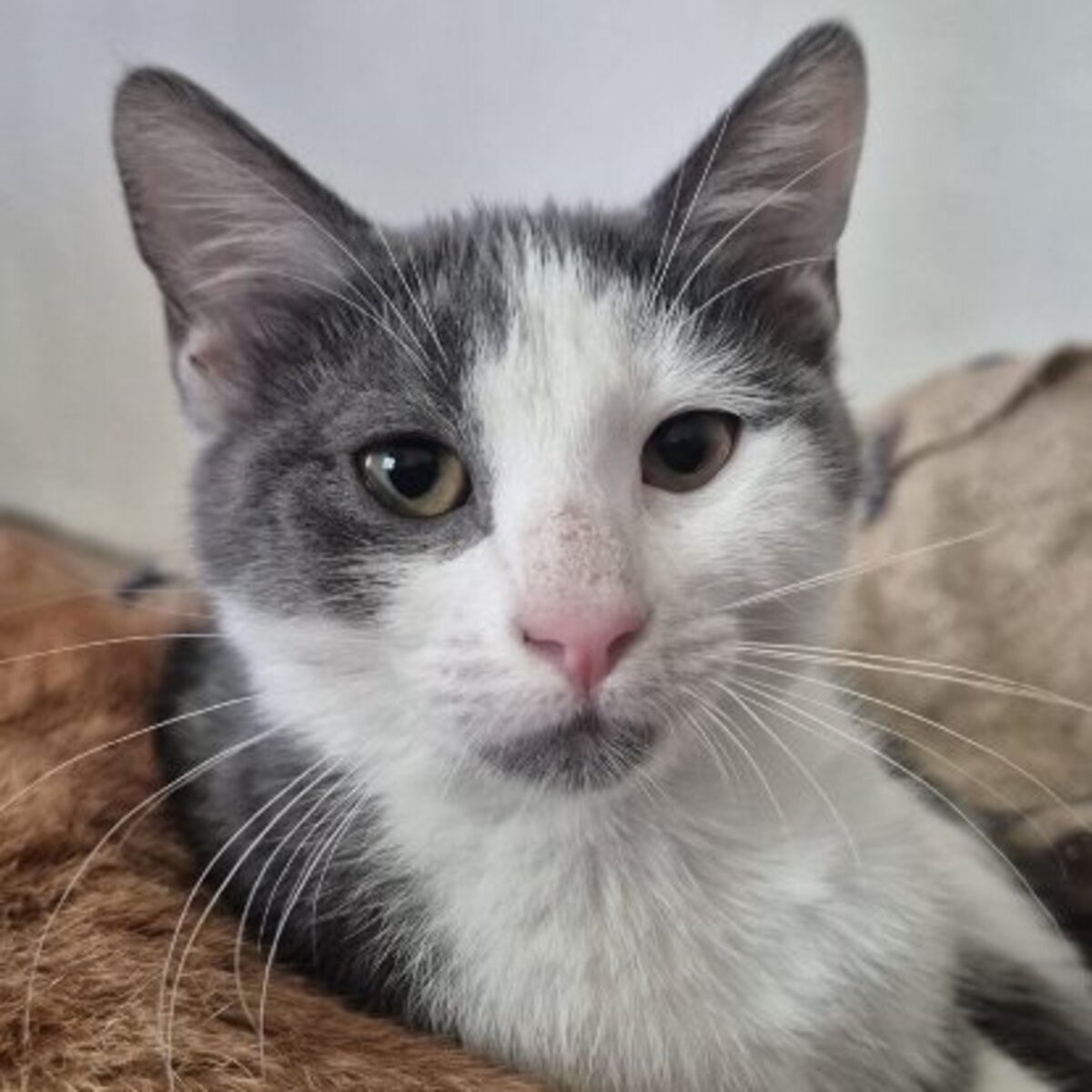 Adoption Alfred