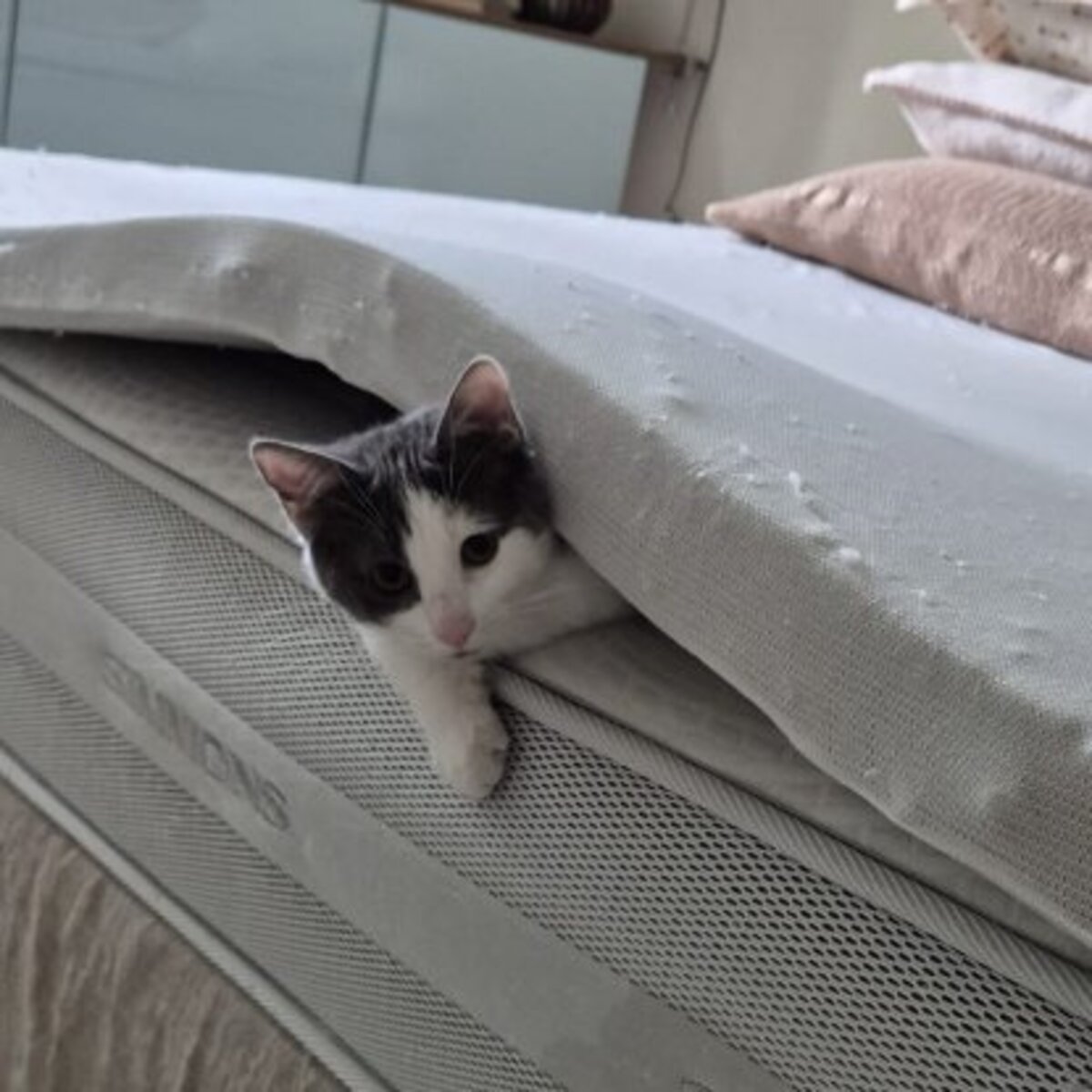 Adoption Alfred