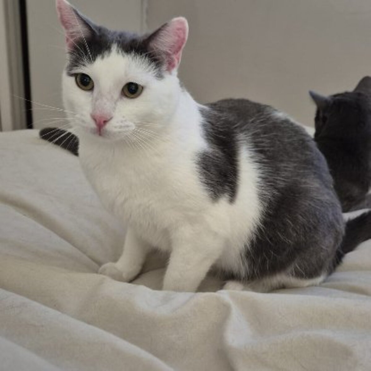 Adoption Alfred