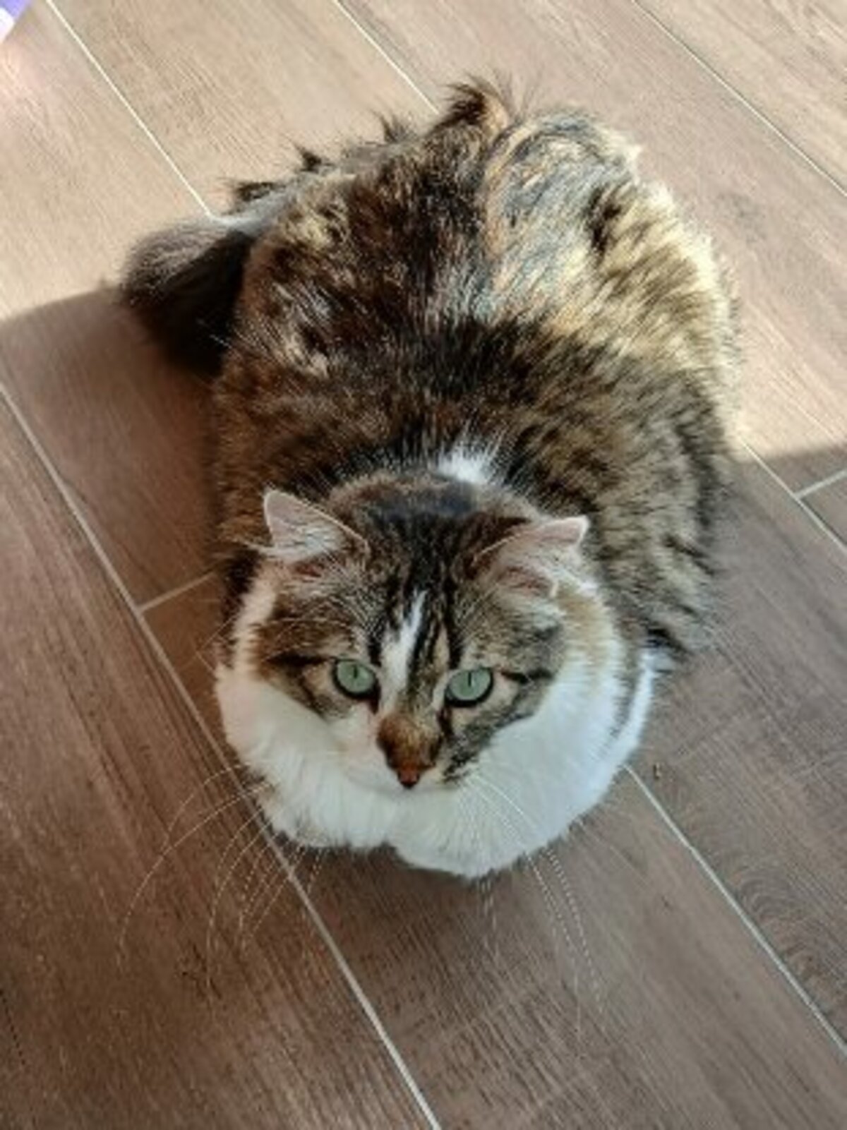 Adoption Alhi