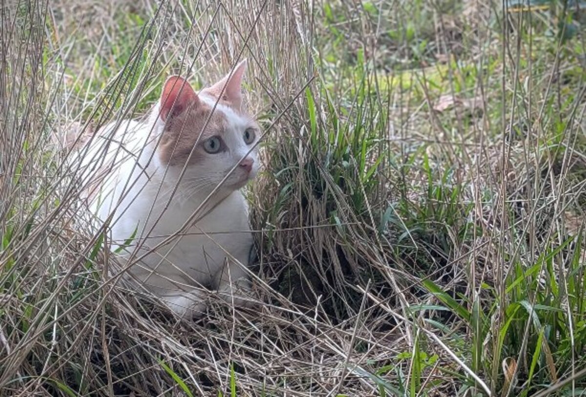 Adoption Alice