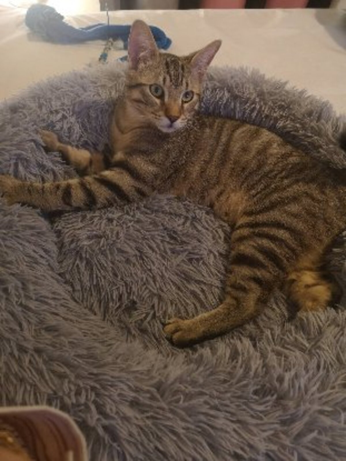Adoption Alto