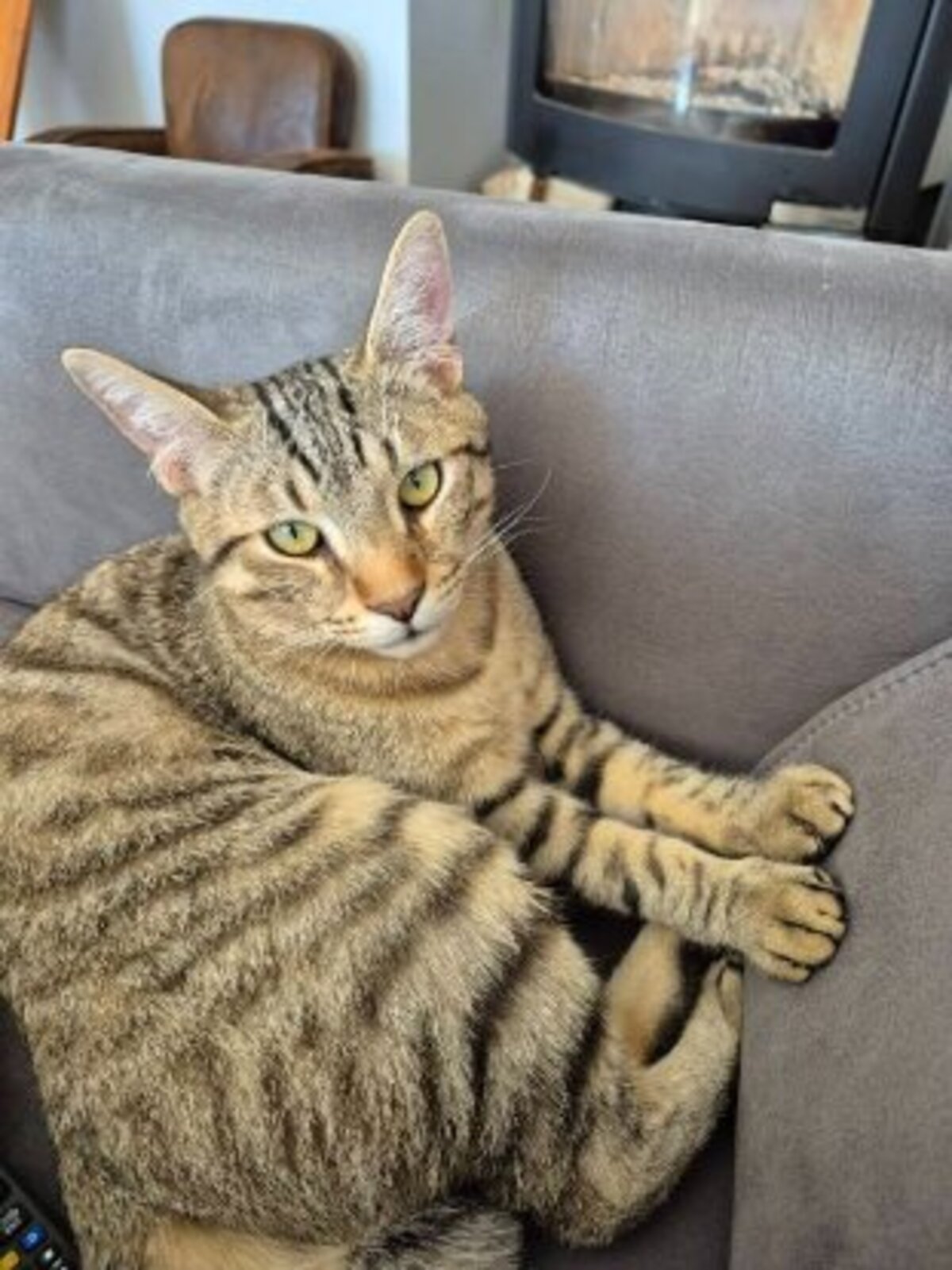 Adoption Alto