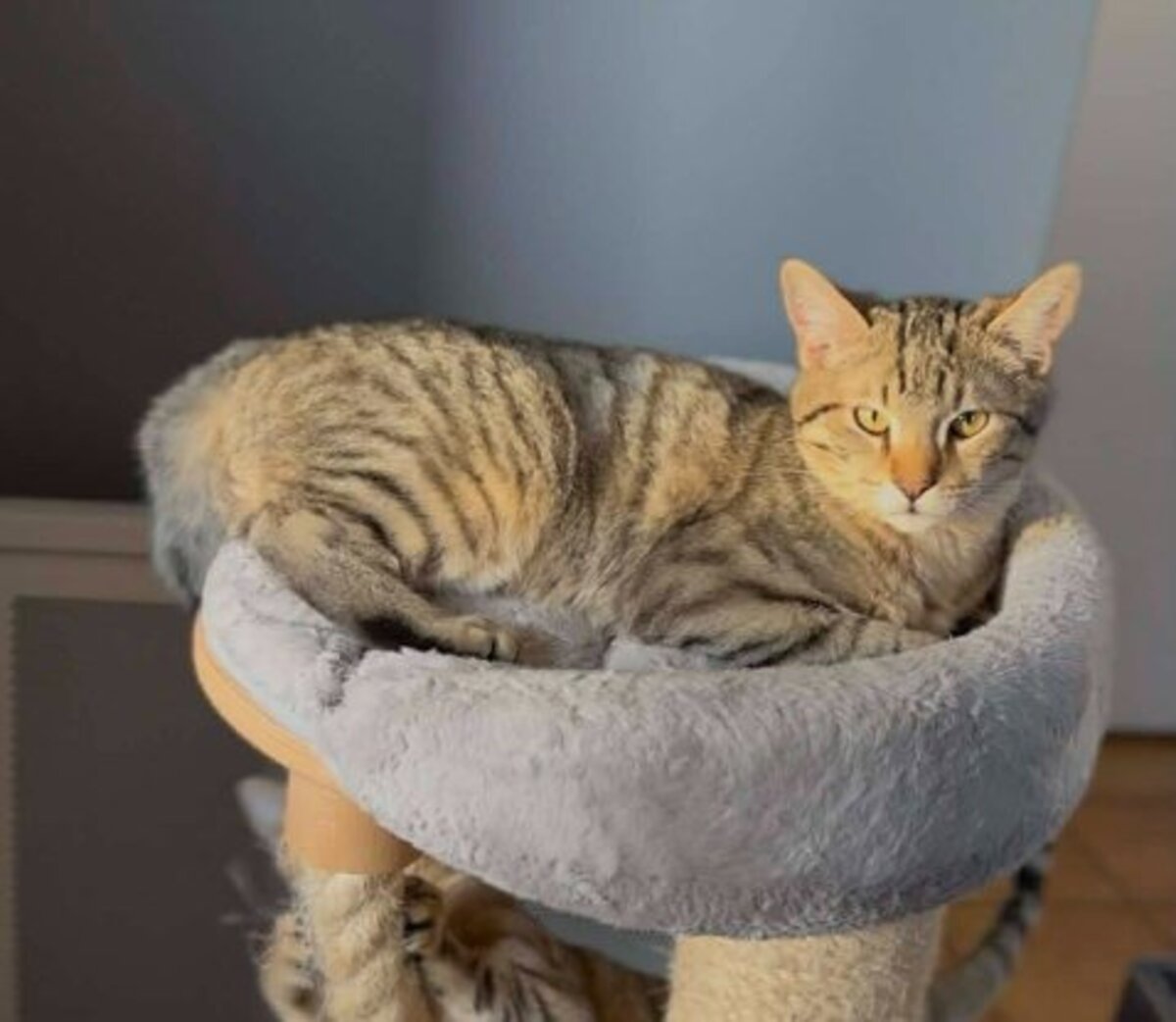 Adoption Alto